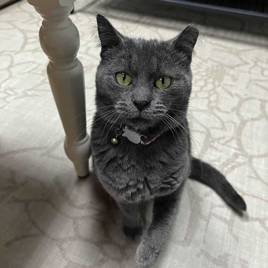 Enlarge Milkdud, a Adoptable Domestic Short Hair in Medina, OH image 2/4