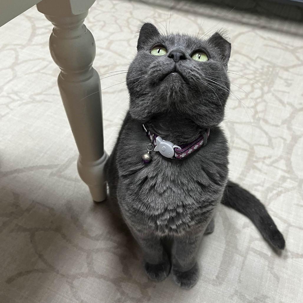 Enlarge Milkdud, a Adoptable Domestic Short Hair in Medina, OH image 3/4