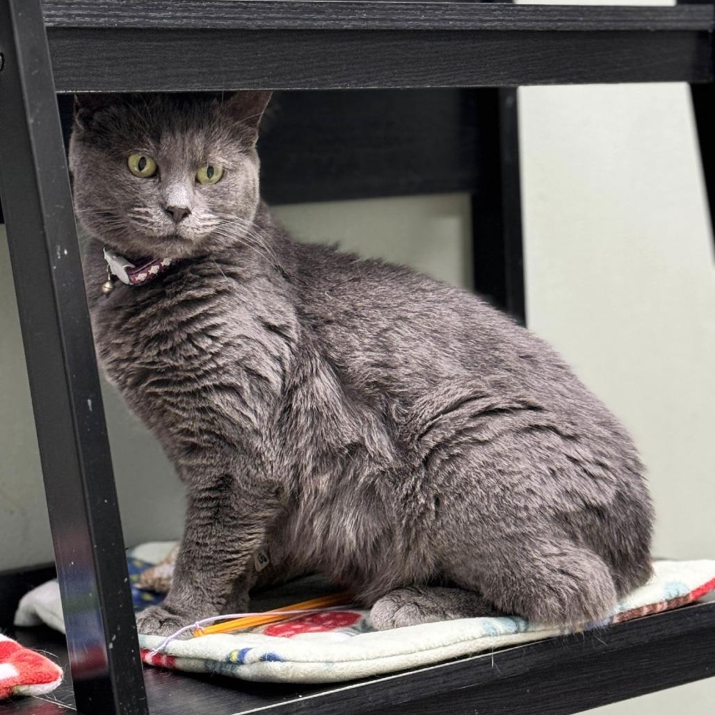 Enlarge Milkdud, a Adoptable Domestic Short Hair in Medina, OH image 4/4