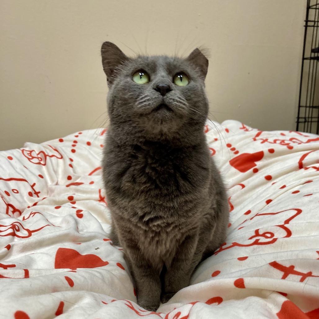 Enlarge Milkdud, a Adoptable Domestic Short Hair in Medina, OH image 4/4