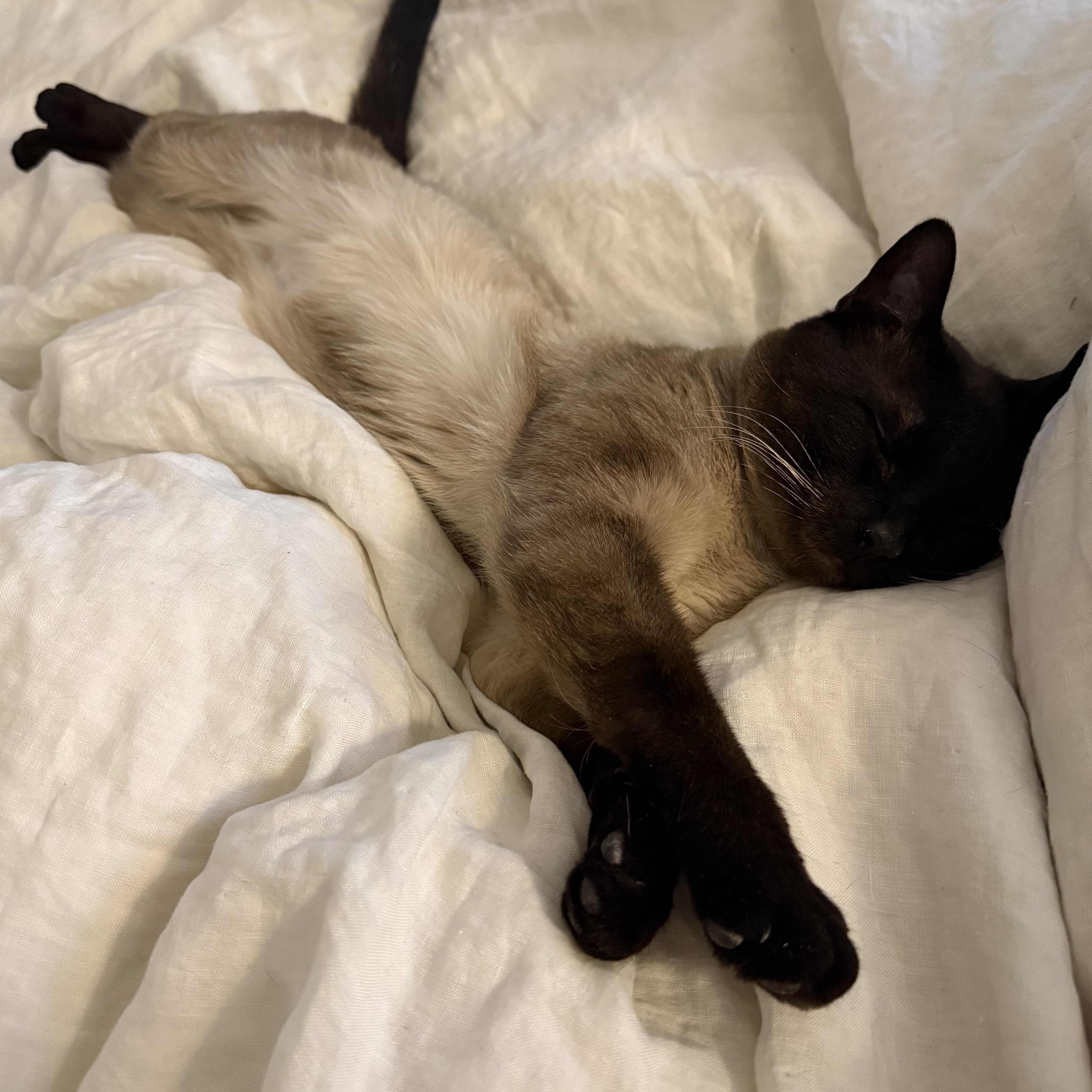 Enlarge S’more, an adopted mixed breed in Brooklyn, NY image 2/6