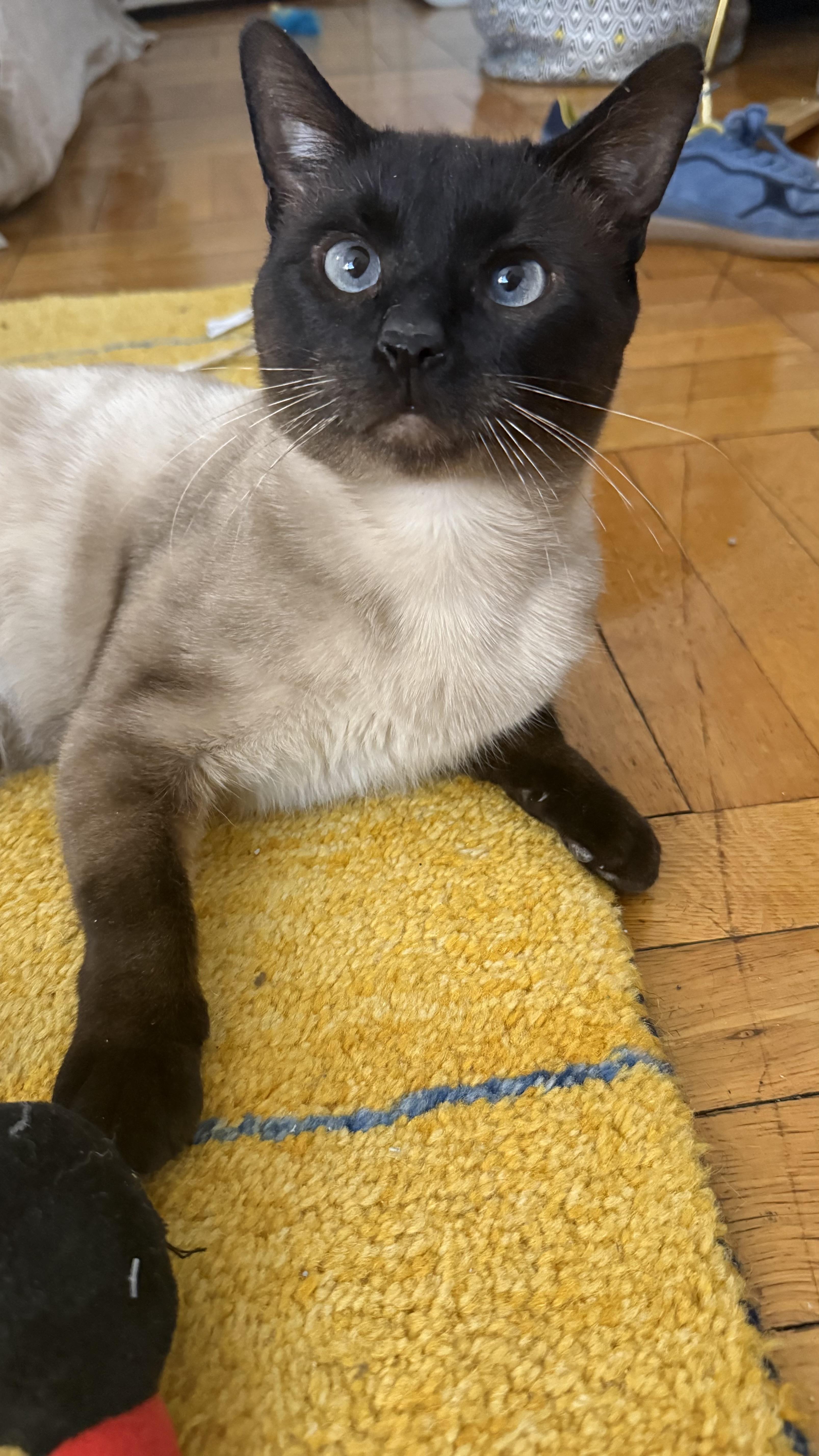 Enlarge S’more, an adopted mixed breed in Brooklyn, NY image 1/6