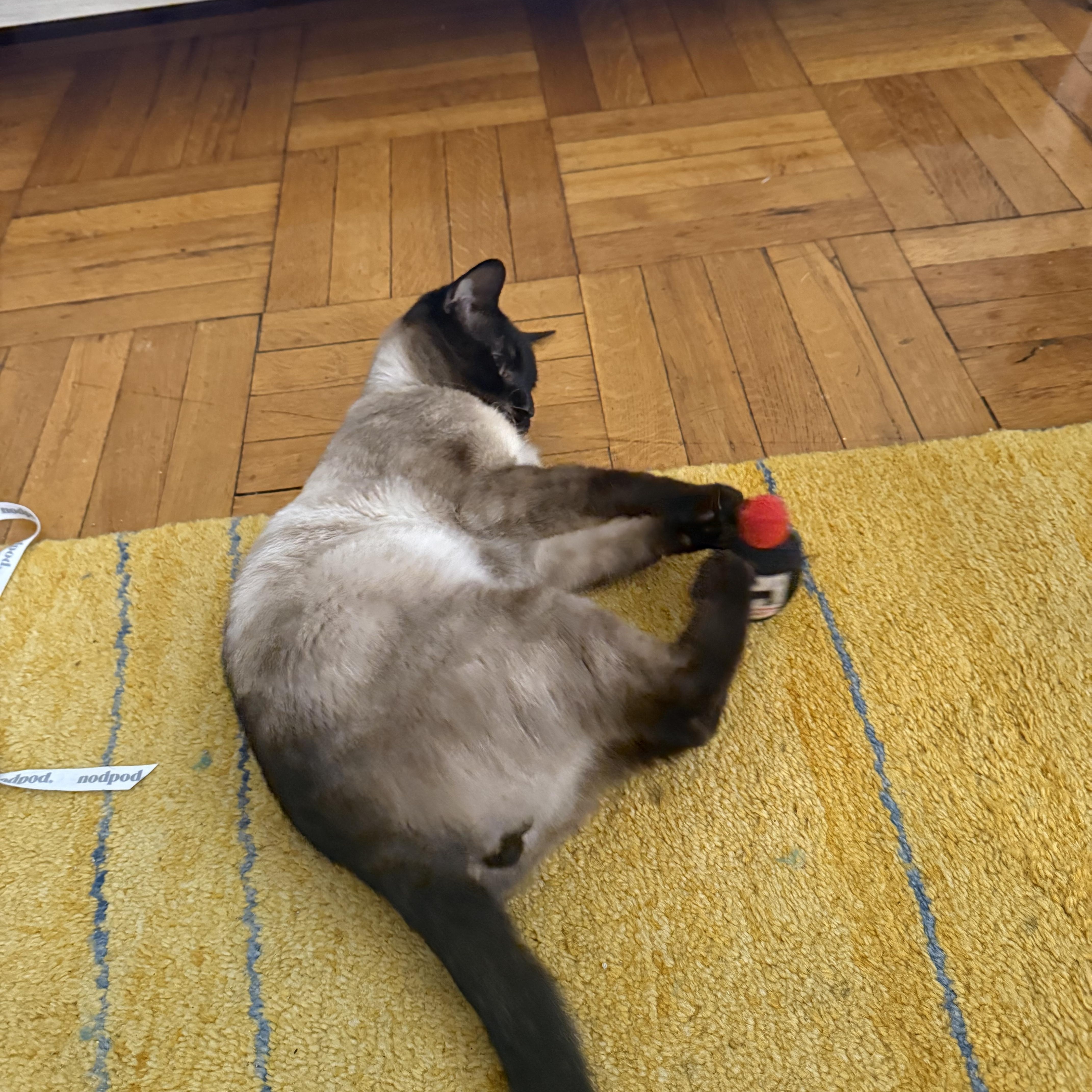 Enlarge S’more, an adopted mixed breed in Brooklyn, NY image 5/6