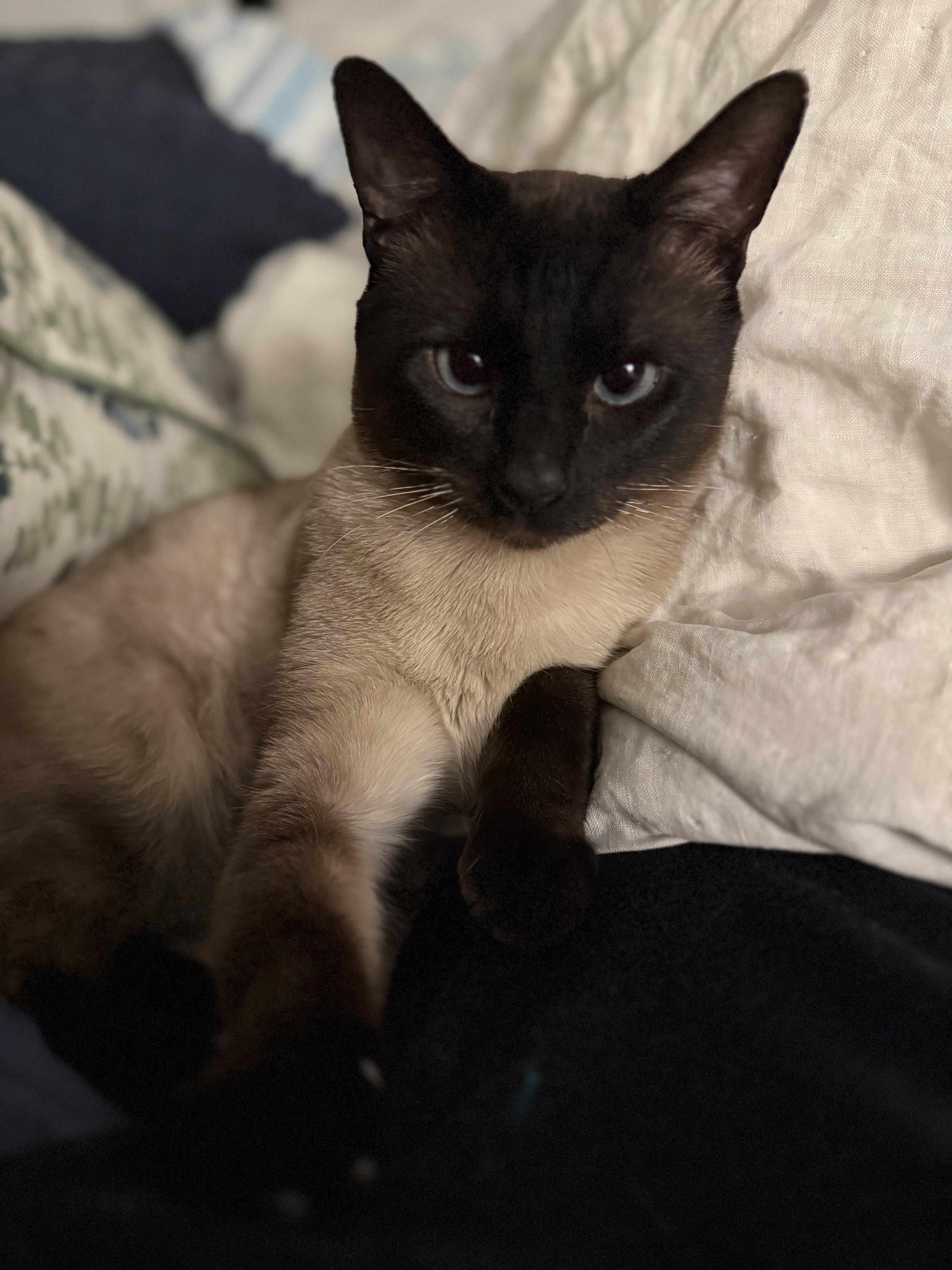 Enlarge S’more, an adopted mixed breed in Brooklyn, NY image 3/6