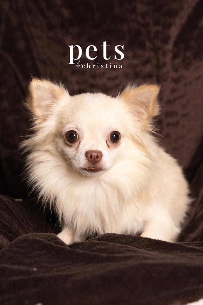 Enlarge DS- Nacho, a Adopted Chihuahua in Warrenton, MO image 1/2