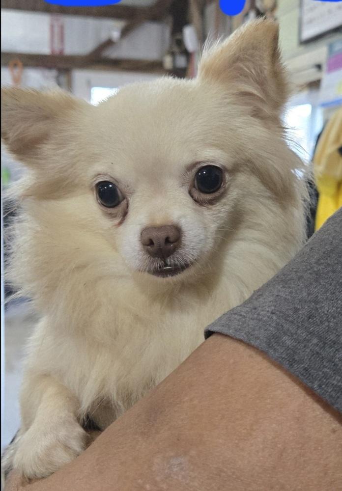 Enlarge DS- Nacho, a Adopted Chihuahua in Warrenton, MO image 2/2