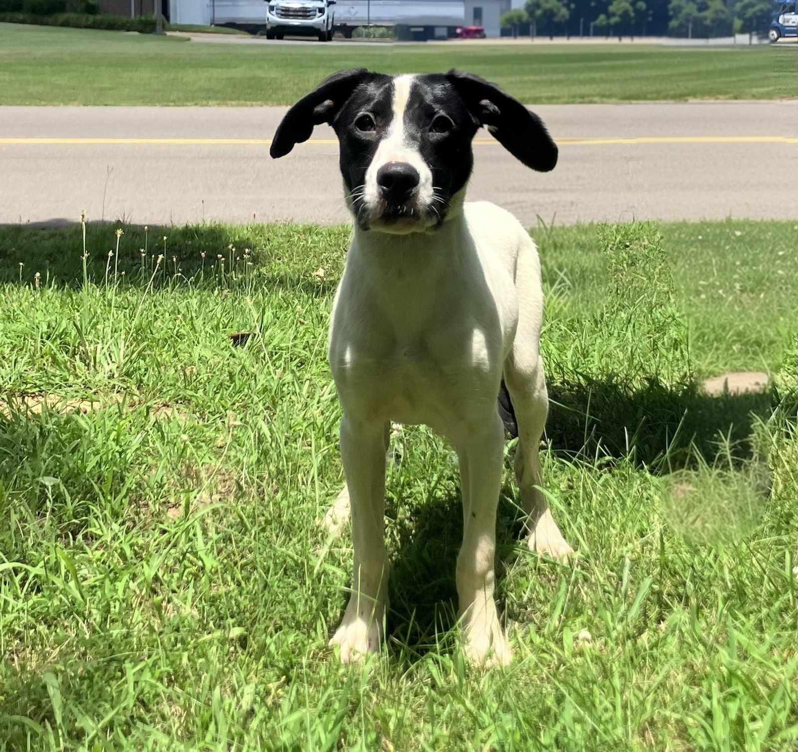 Bogart, a Adopted mixed breed in Jackson, TN image 1/2