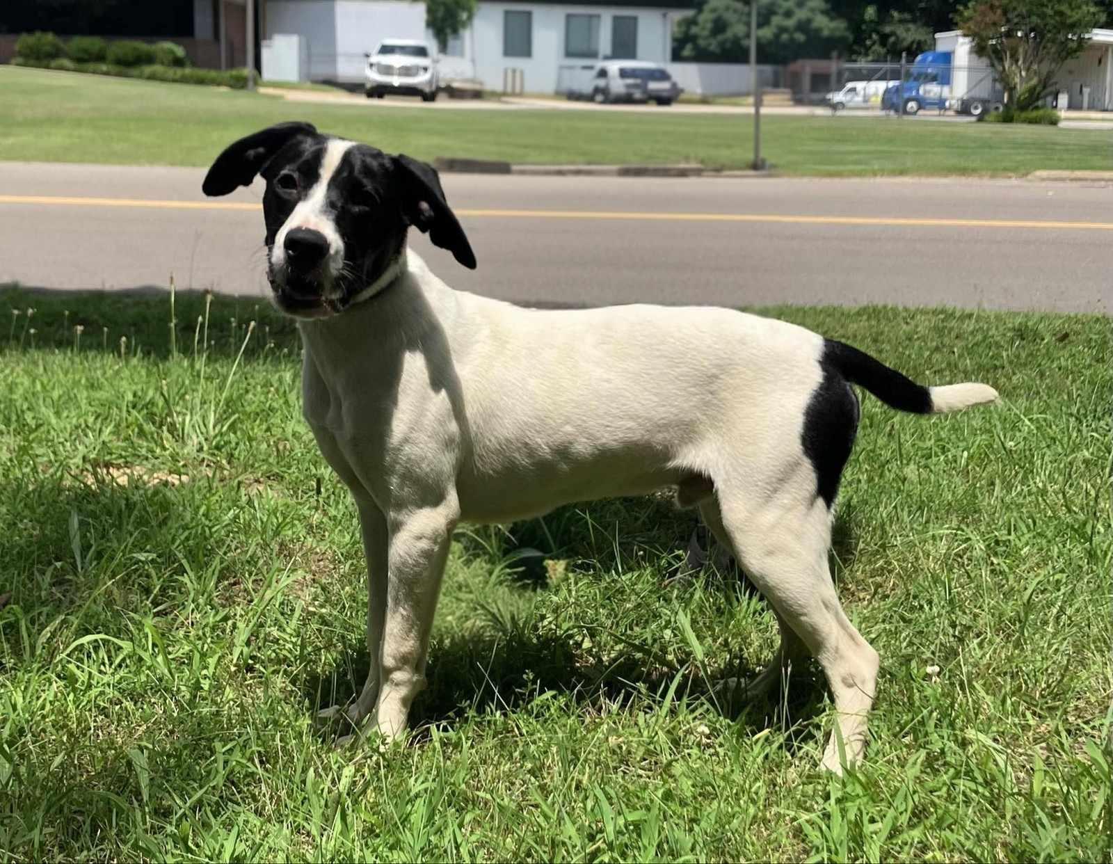 Bogart, a Adopted mixed breed in Jackson, TN image 2/2
