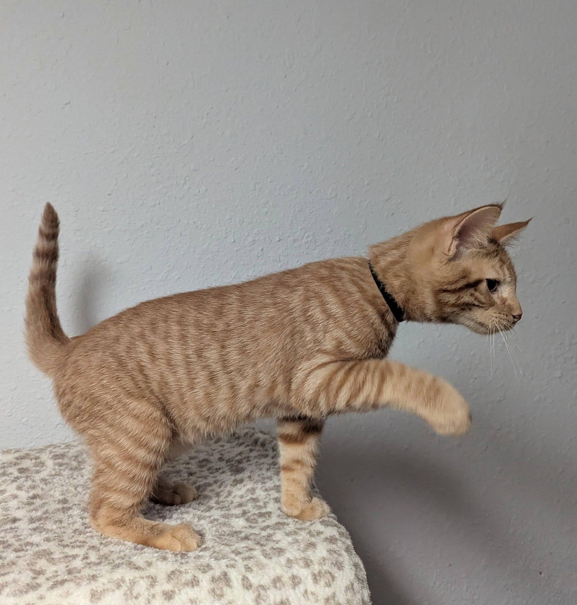 Herbie, a ADOPTABLE Domestic Short Hair in Little Falls, MN image 5/5