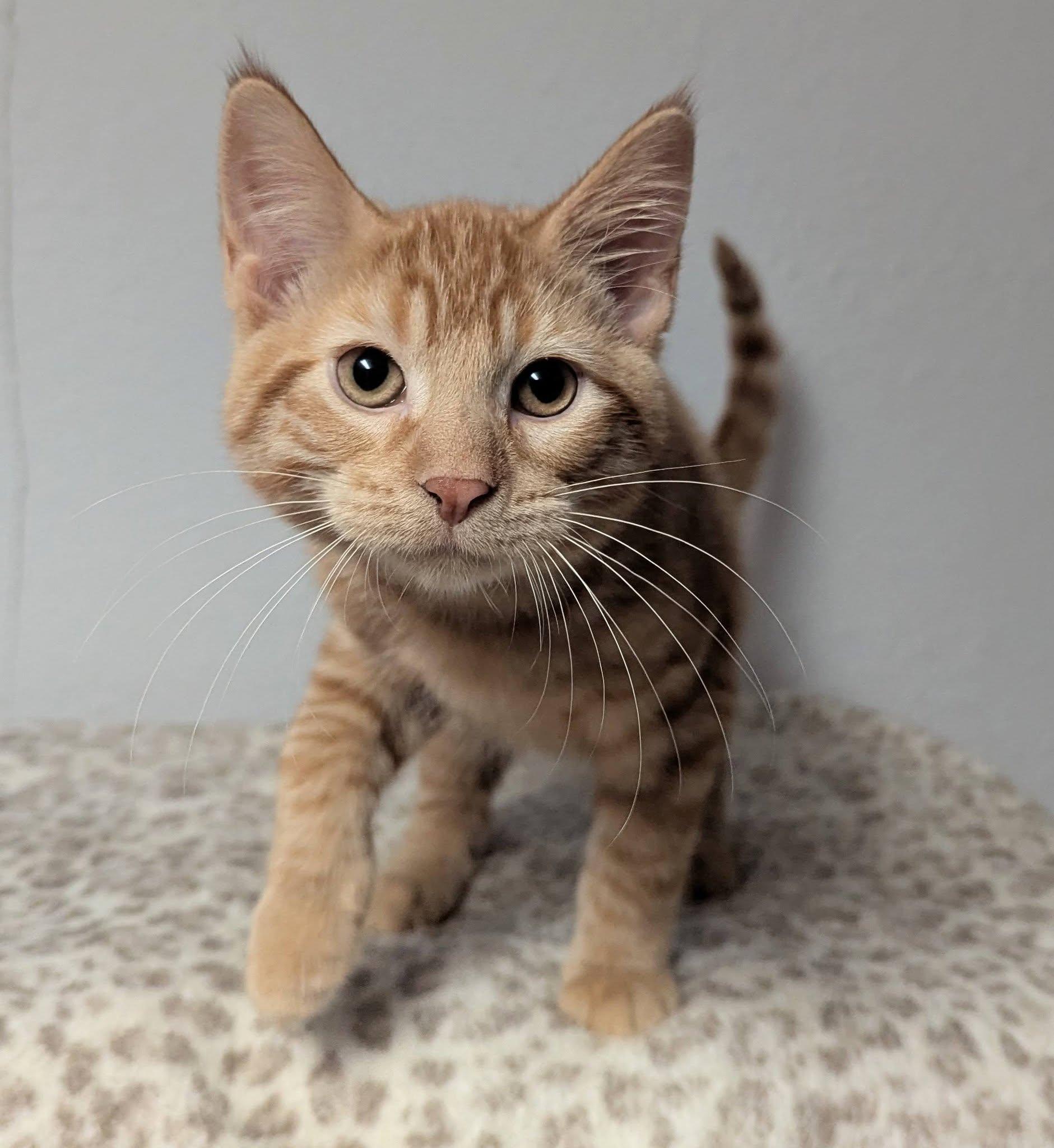 Herbie, a ADOPTABLE Domestic Short Hair in Little Falls, MN image 4/5