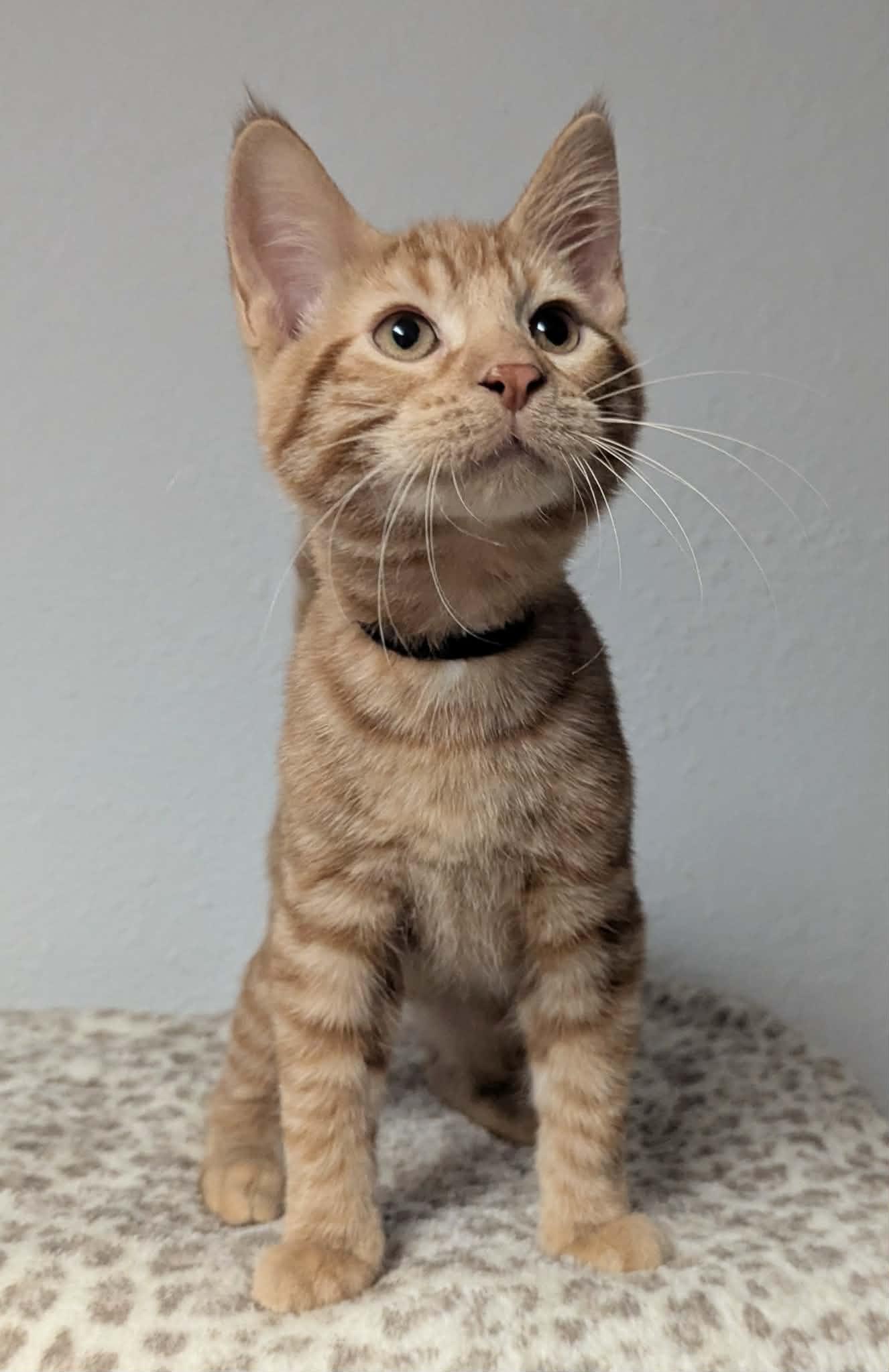Herbie, ADOPTABLE, Kitten Male Domestic Short Hair.