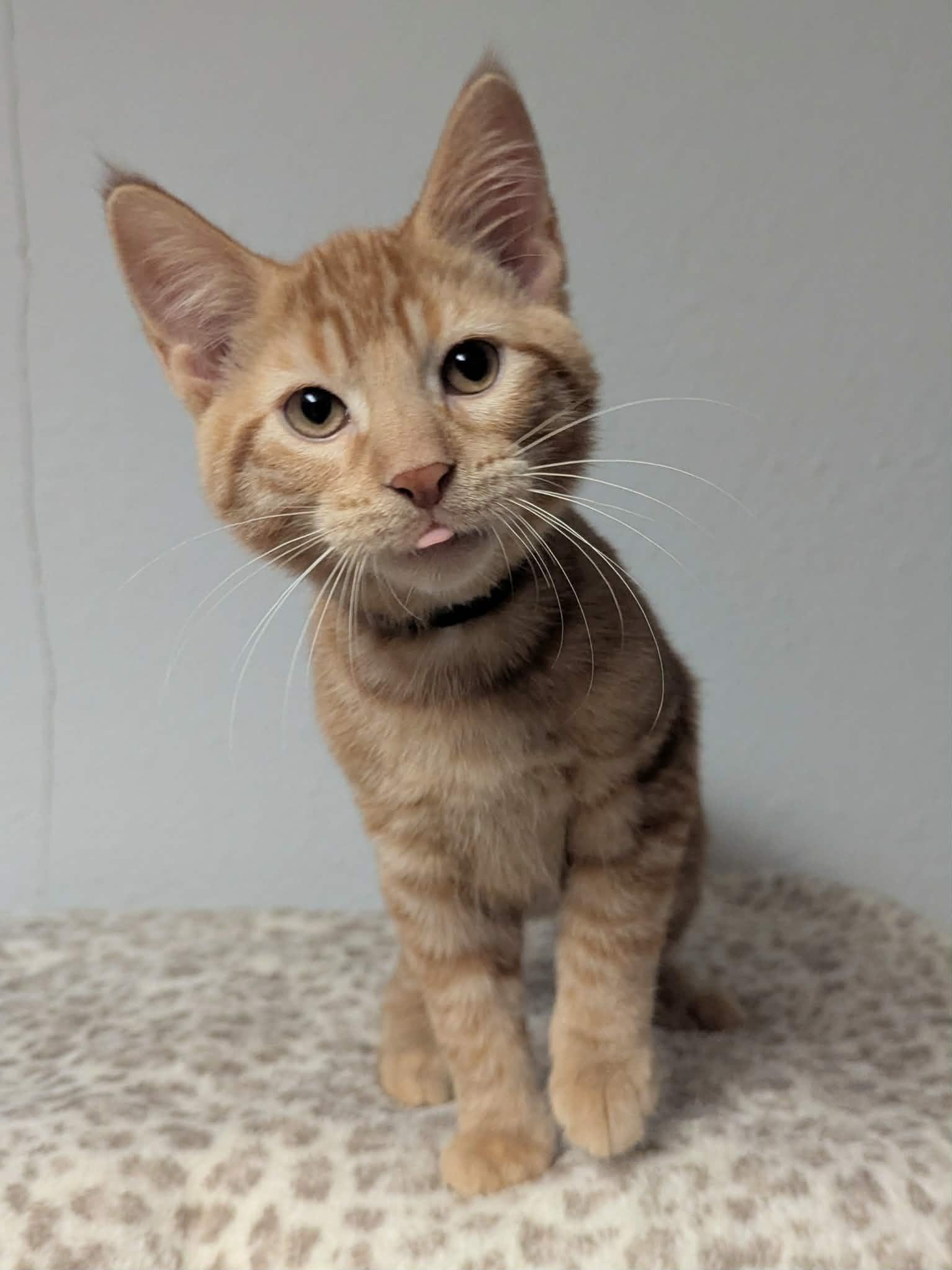 Herbie, a ADOPTABLE Domestic Short Hair in Little Falls, MN image 2/5