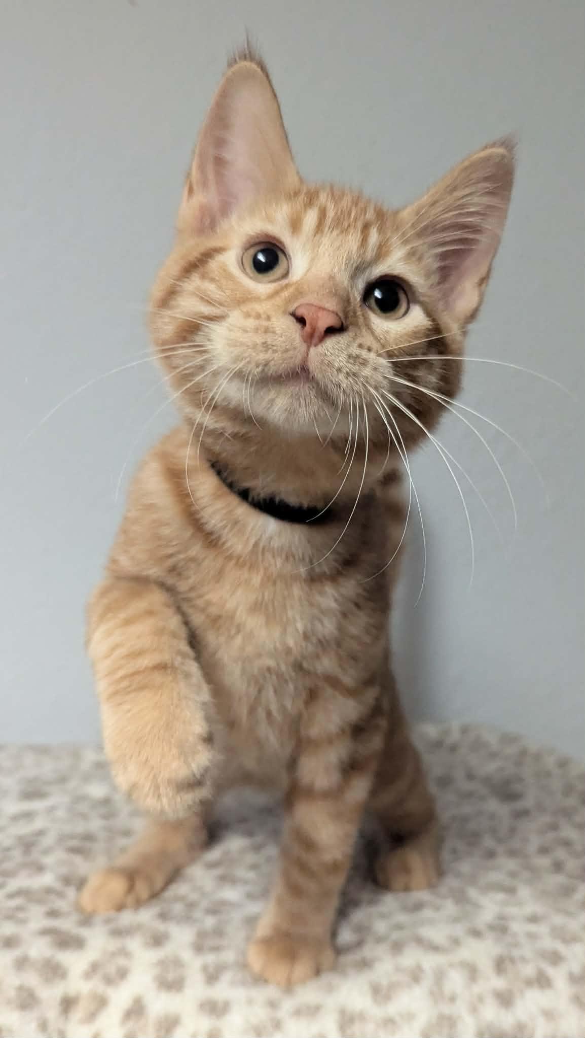 Herbie, a ADOPTABLE Domestic Short Hair in Little Falls, MN image 3/5