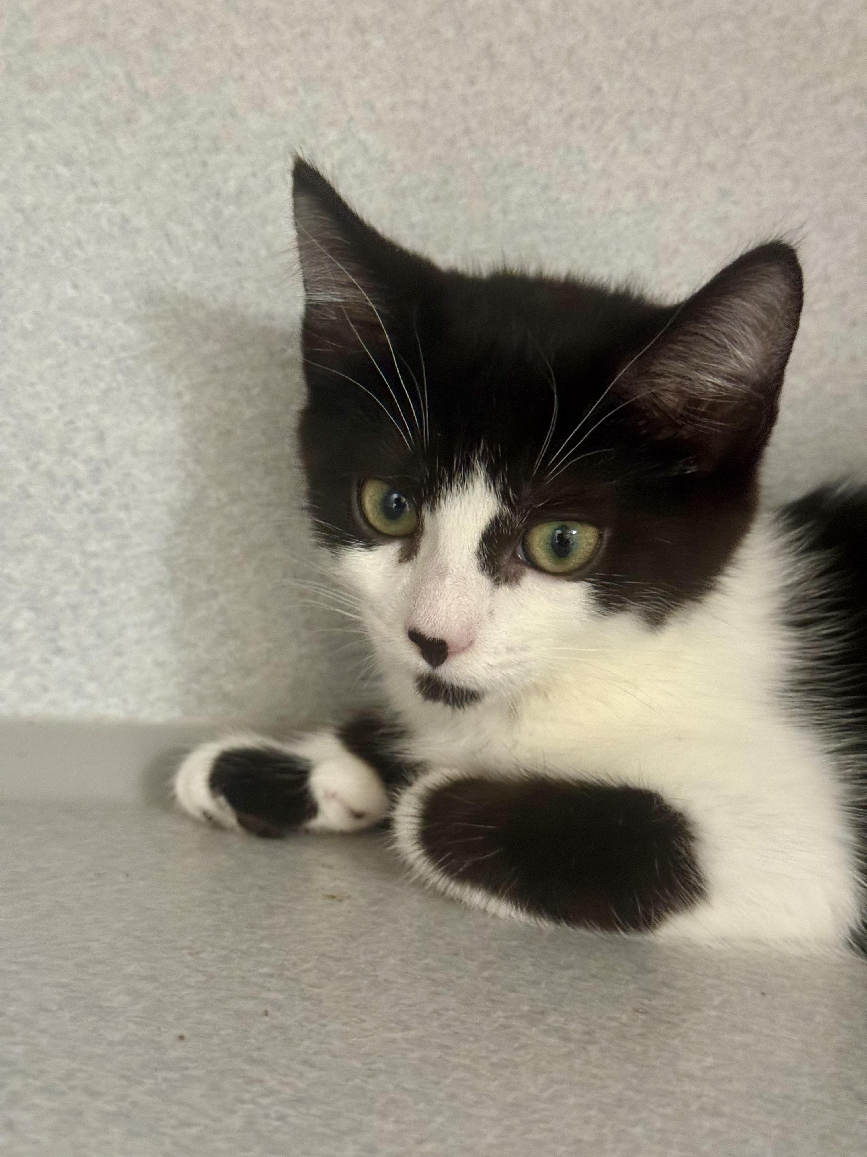 -Dahlia, a ADOPTABLE mixed breed in Red Bluff, CA image 3/6