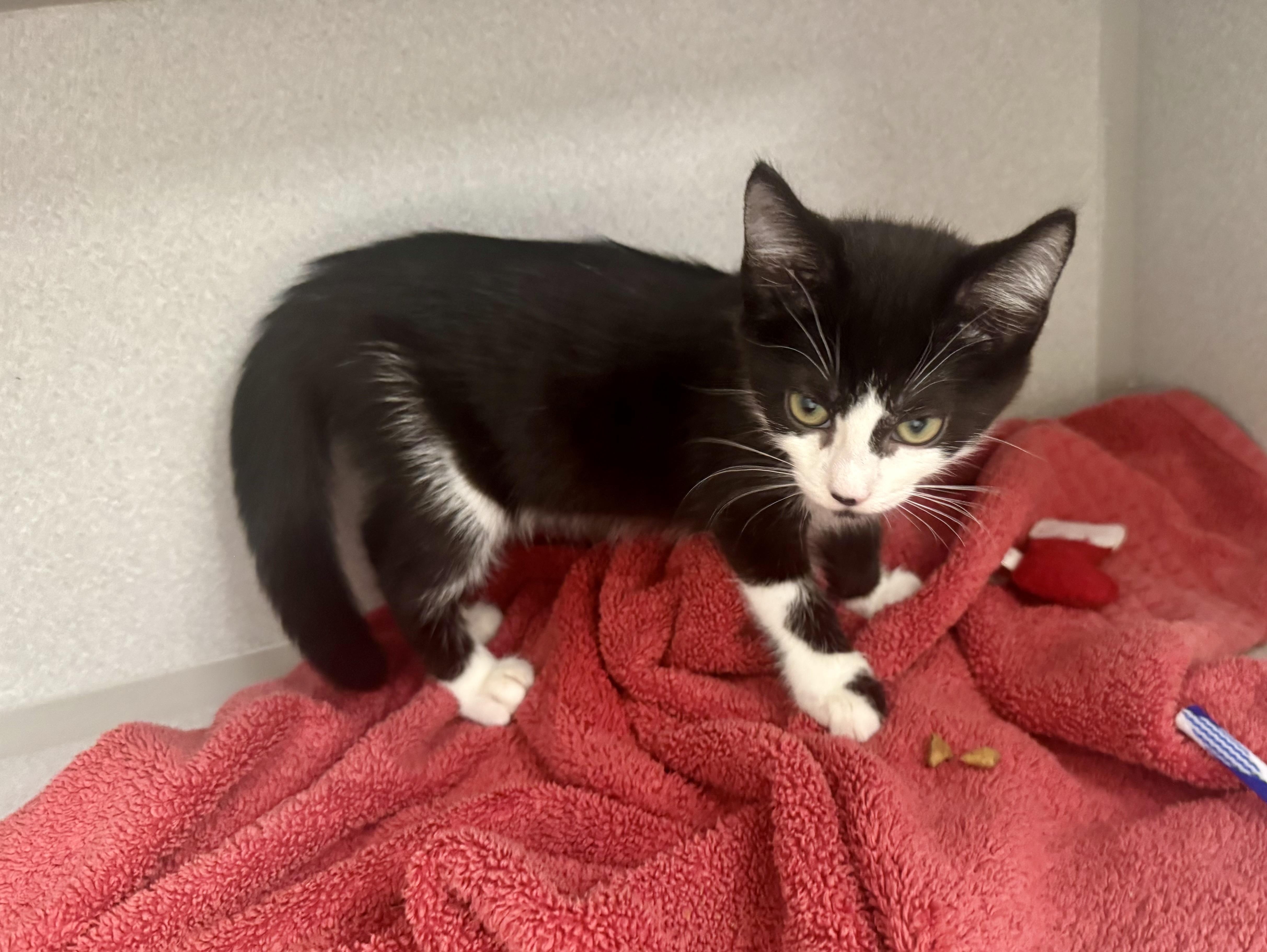 -Dahlia, a ADOPTABLE mixed breed in Red Bluff, CA image 4/6
