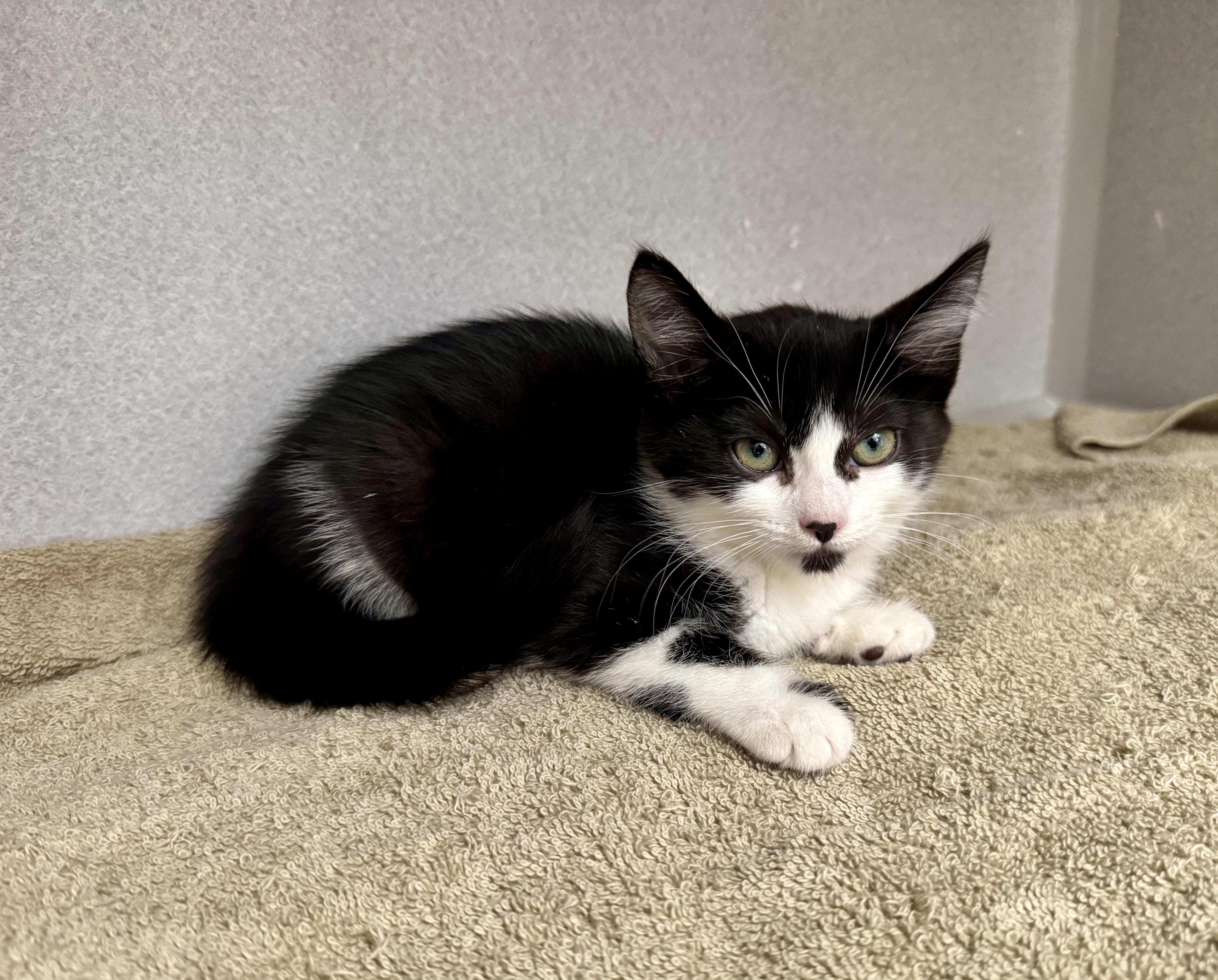 -Dahlia, a ADOPTABLE mixed breed in Red Bluff, CA image 5/6