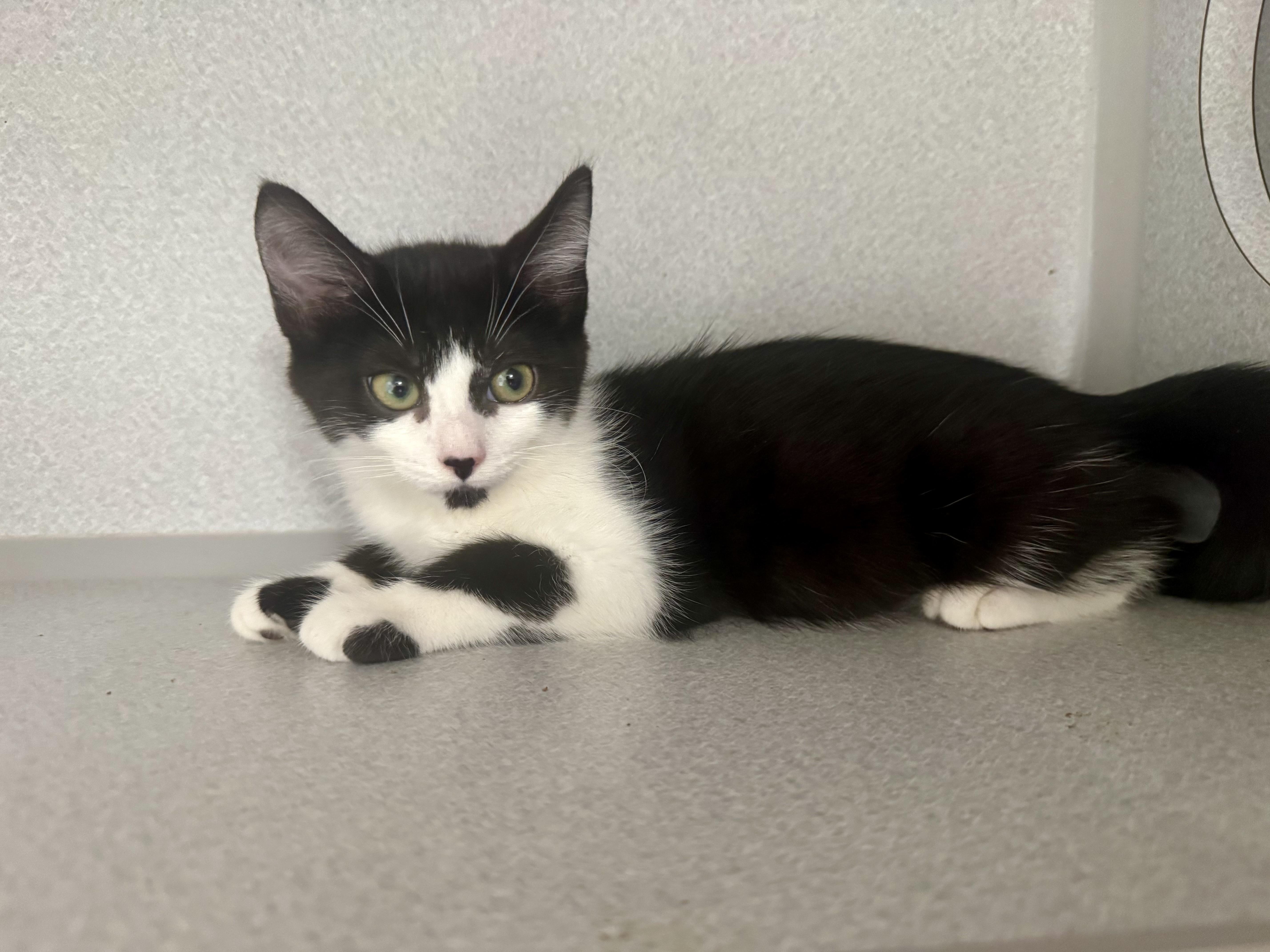 -Dahlia, a ADOPTABLE mixed breed in Red Bluff, CA image 2/6