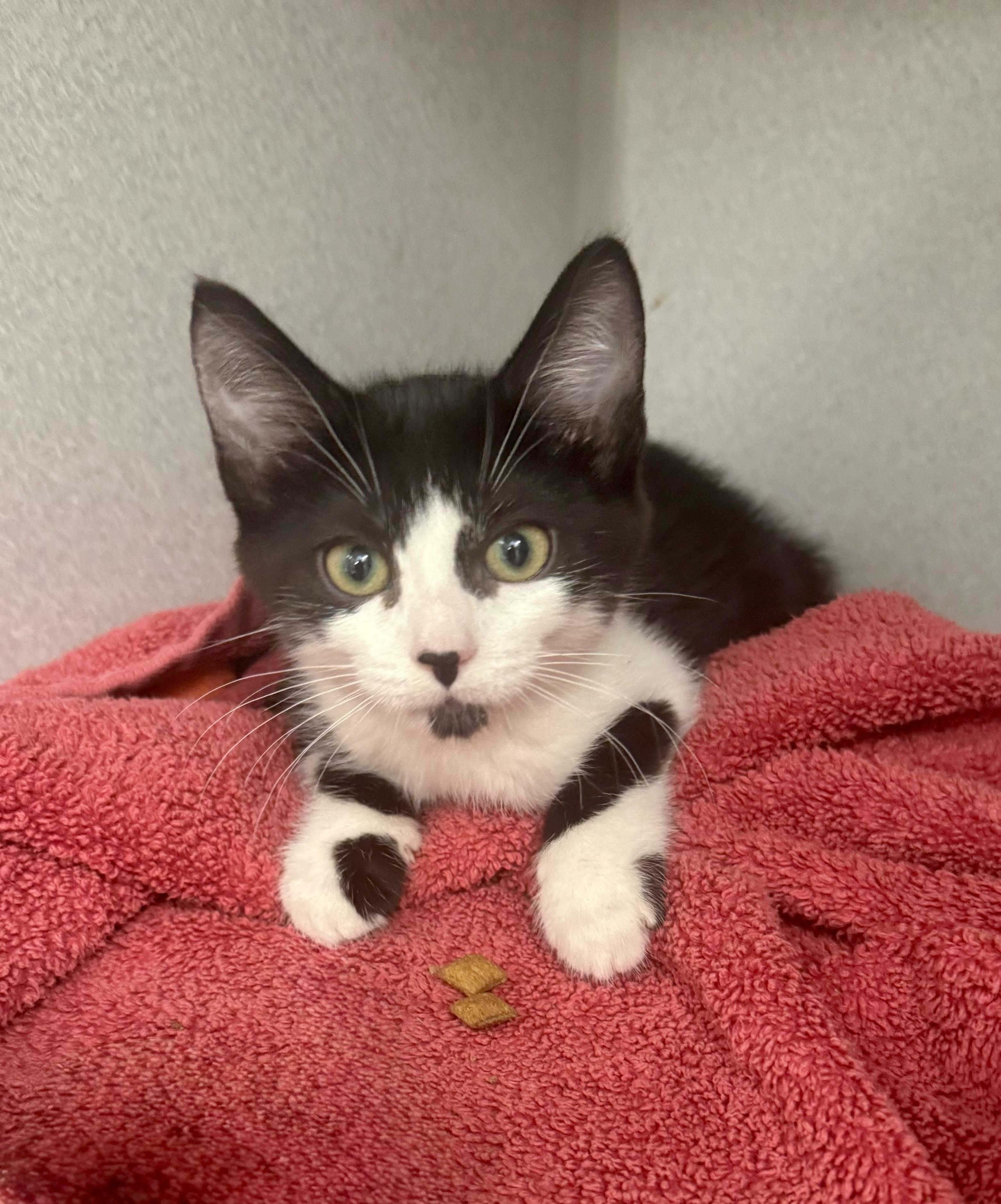 -Dahlia, ADOPTABLE, Kitten Female Tuxedo & Domestic Short Hair.