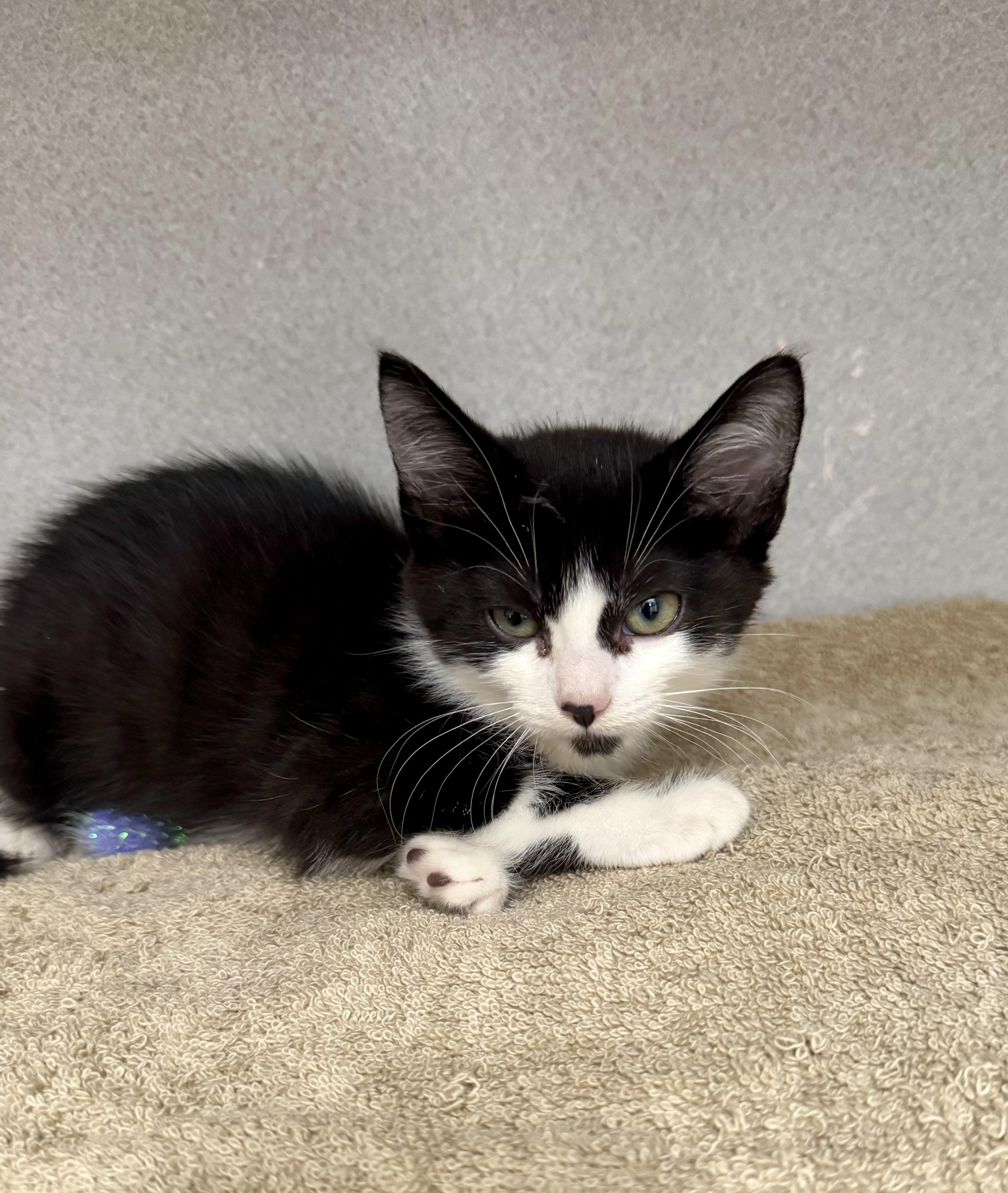 -Dahlia, a ADOPTABLE mixed breed in Red Bluff, CA image 6/6