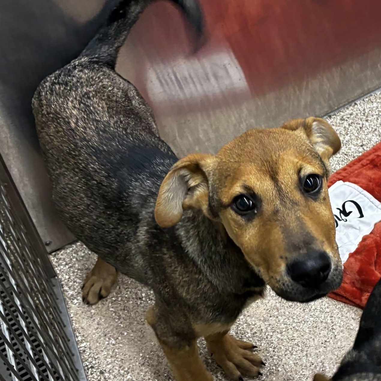 George, Adopted, Young Male Shepherd.