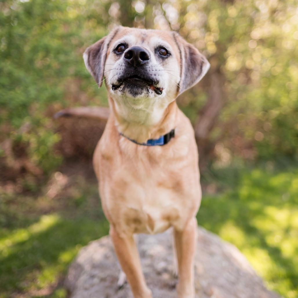 Enlarge Huckleberry, a Adoptable Mixed Breed in Middletown, RI image 1/6
