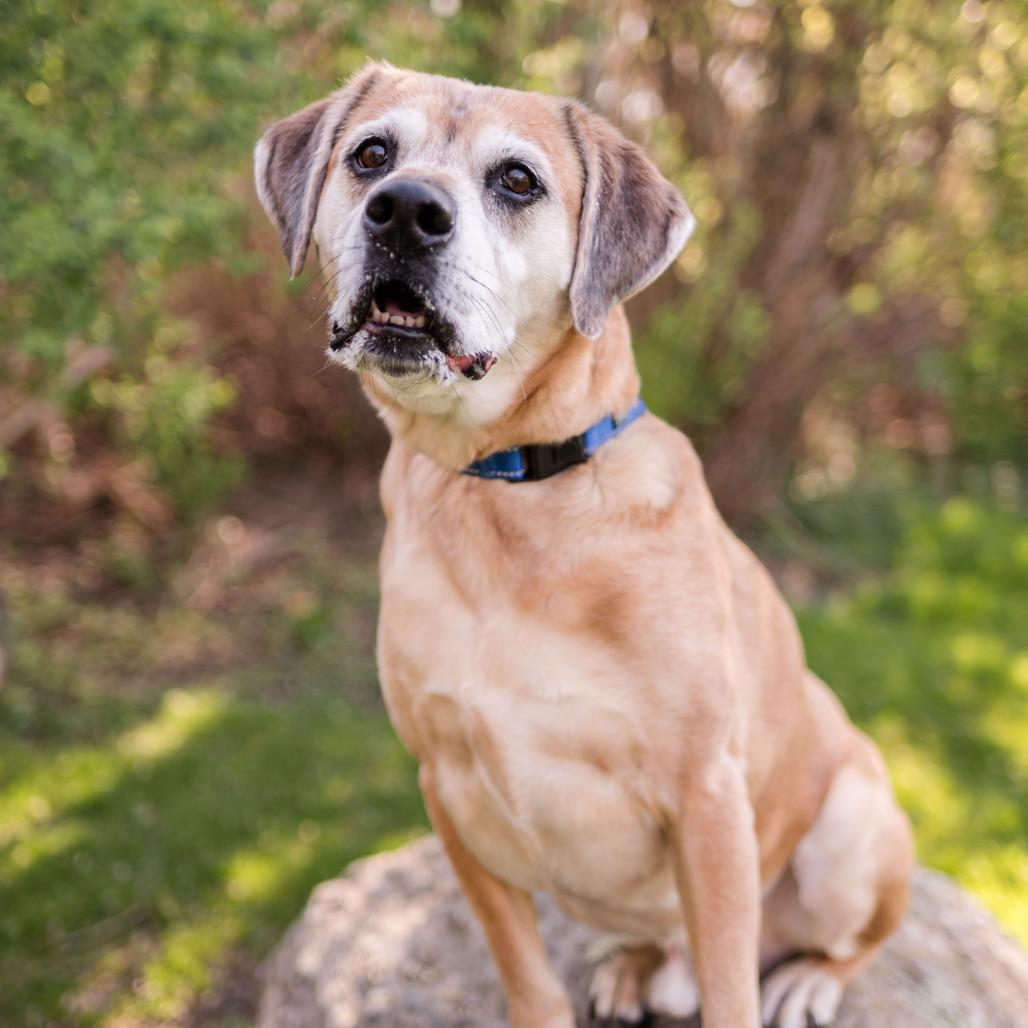 Enlarge Huckleberry, a Adoptable Mixed Breed in Middletown, RI image 2/6