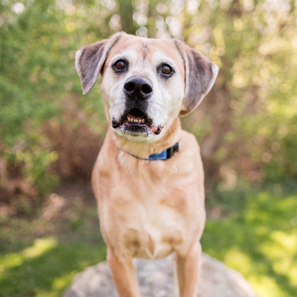 Enlarge Huckleberry, a Adoptable Mixed Breed in Middletown, RI image 3/6