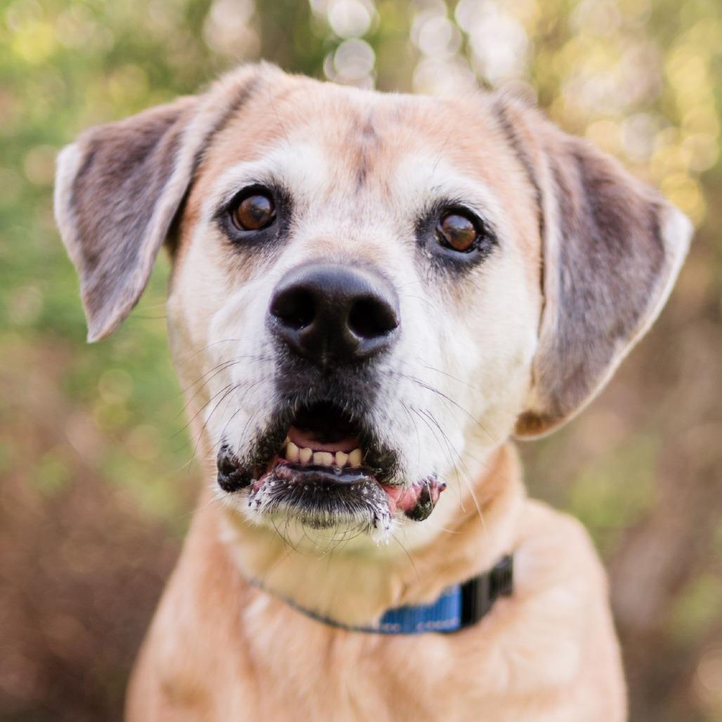 Enlarge Huckleberry, a Adoptable Mixed Breed in Middletown, RI image 4/6