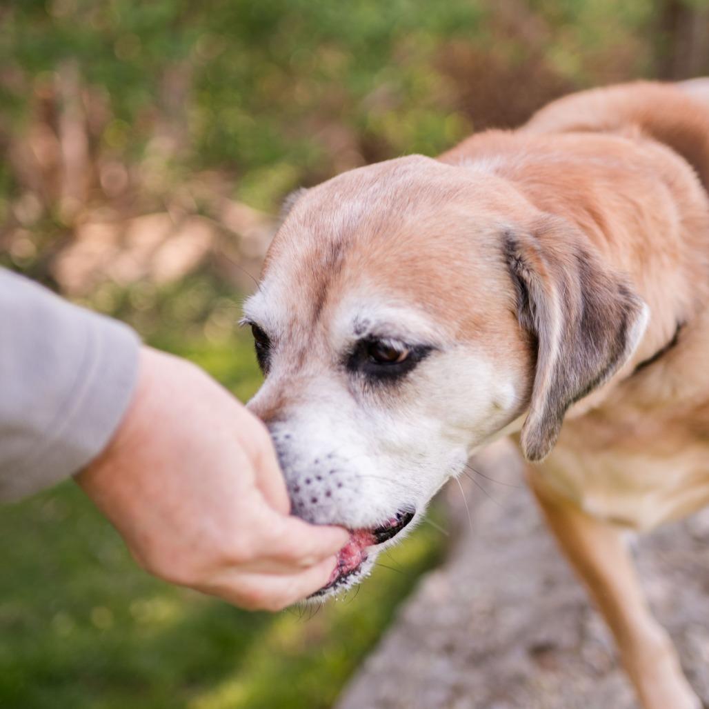 Enlarge Huckleberry, a Adoptable Mixed Breed in Middletown, RI image 5/6