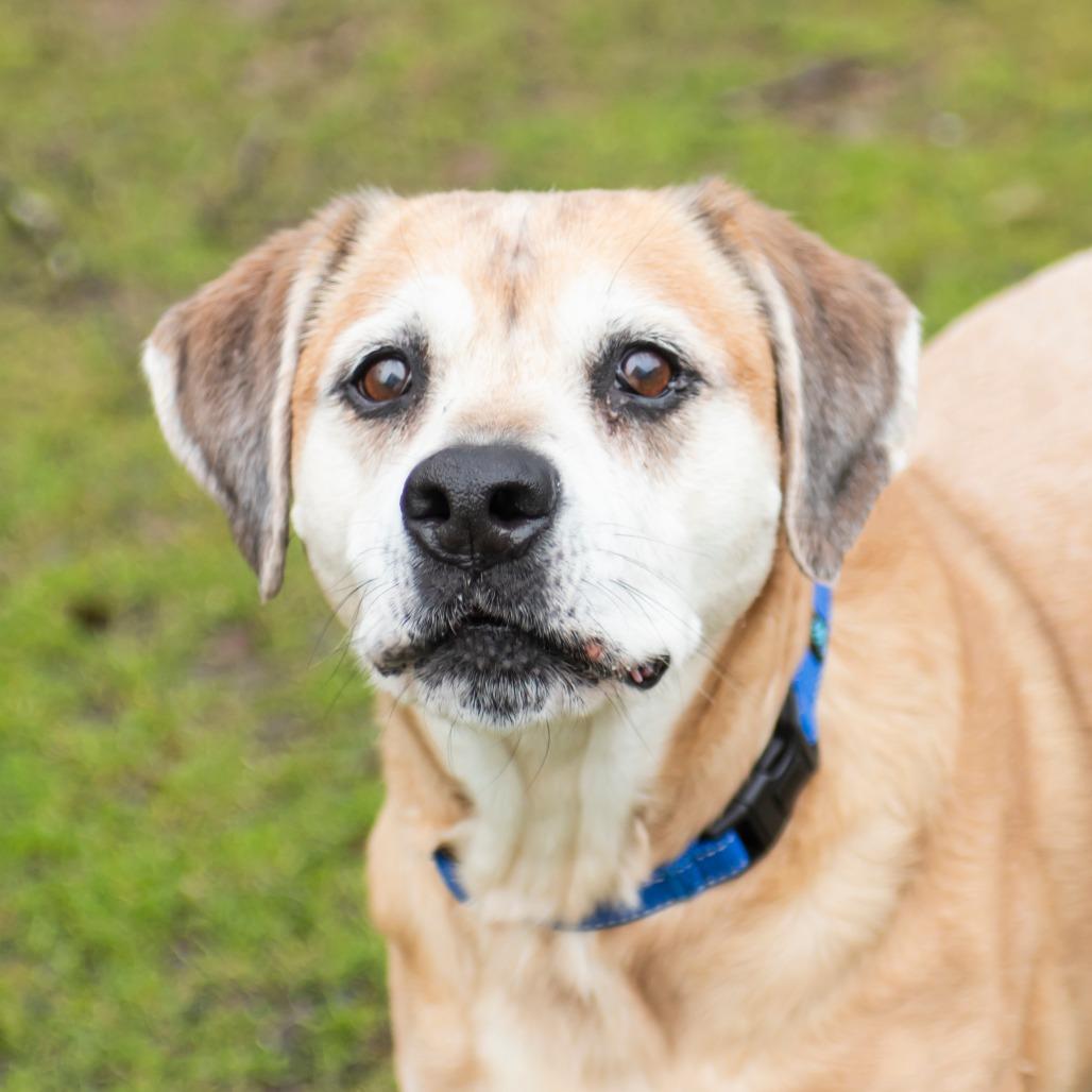 Enlarge Huckleberry, a Adoptable Mixed Breed in Middletown, RI image 1/1