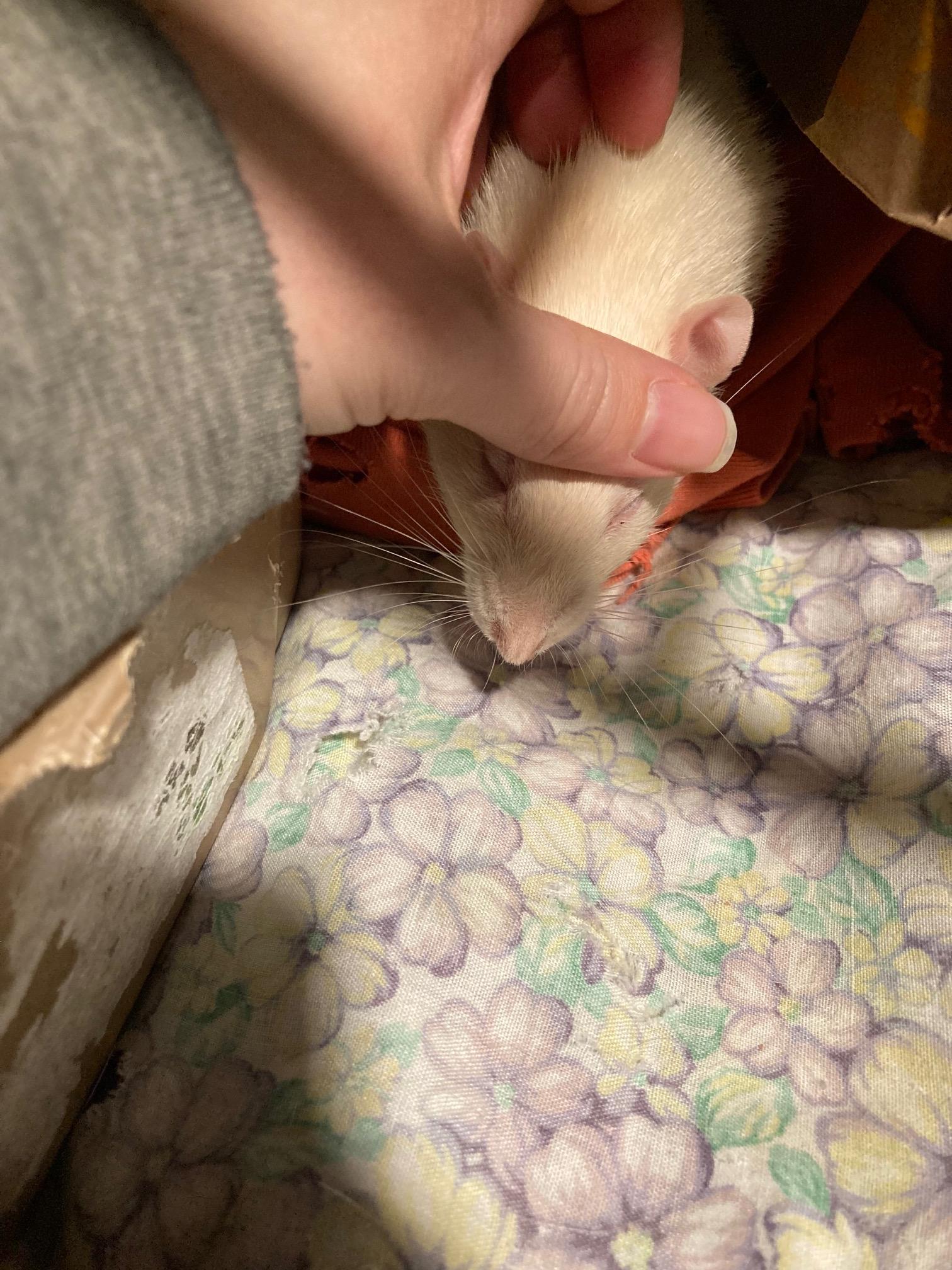 Enlarge Mikey, an adopted Rat in Grand Rapids, MI image 3/4