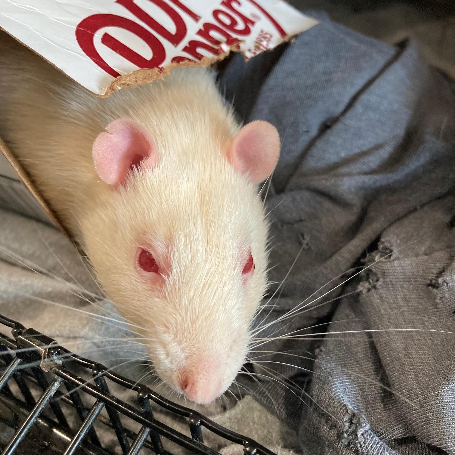 Enlarge Mikey, an adopted Rat in Grand Rapids, MI image 4/4