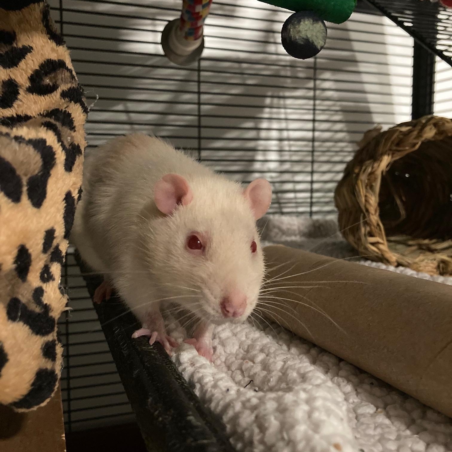 Mikey, adopted, Adult Male Rat.