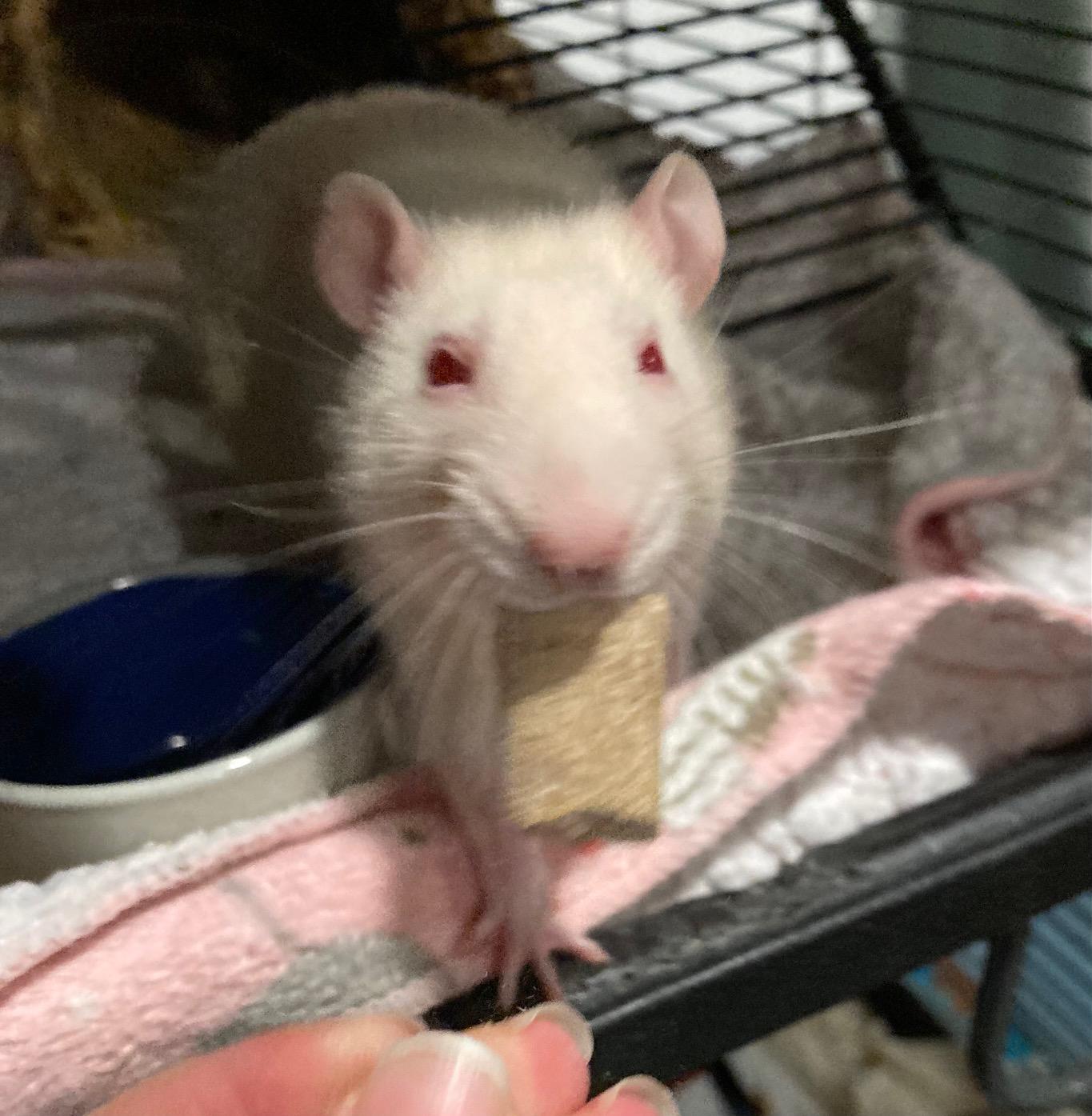 Enlarge Mikey, an adopted Rat in Grand Rapids, MI image 2/4