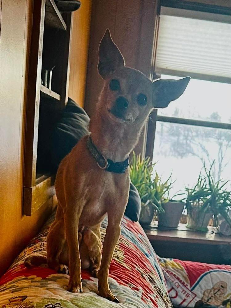 Bandit, Adoptable, Adult Male Chihuahua.