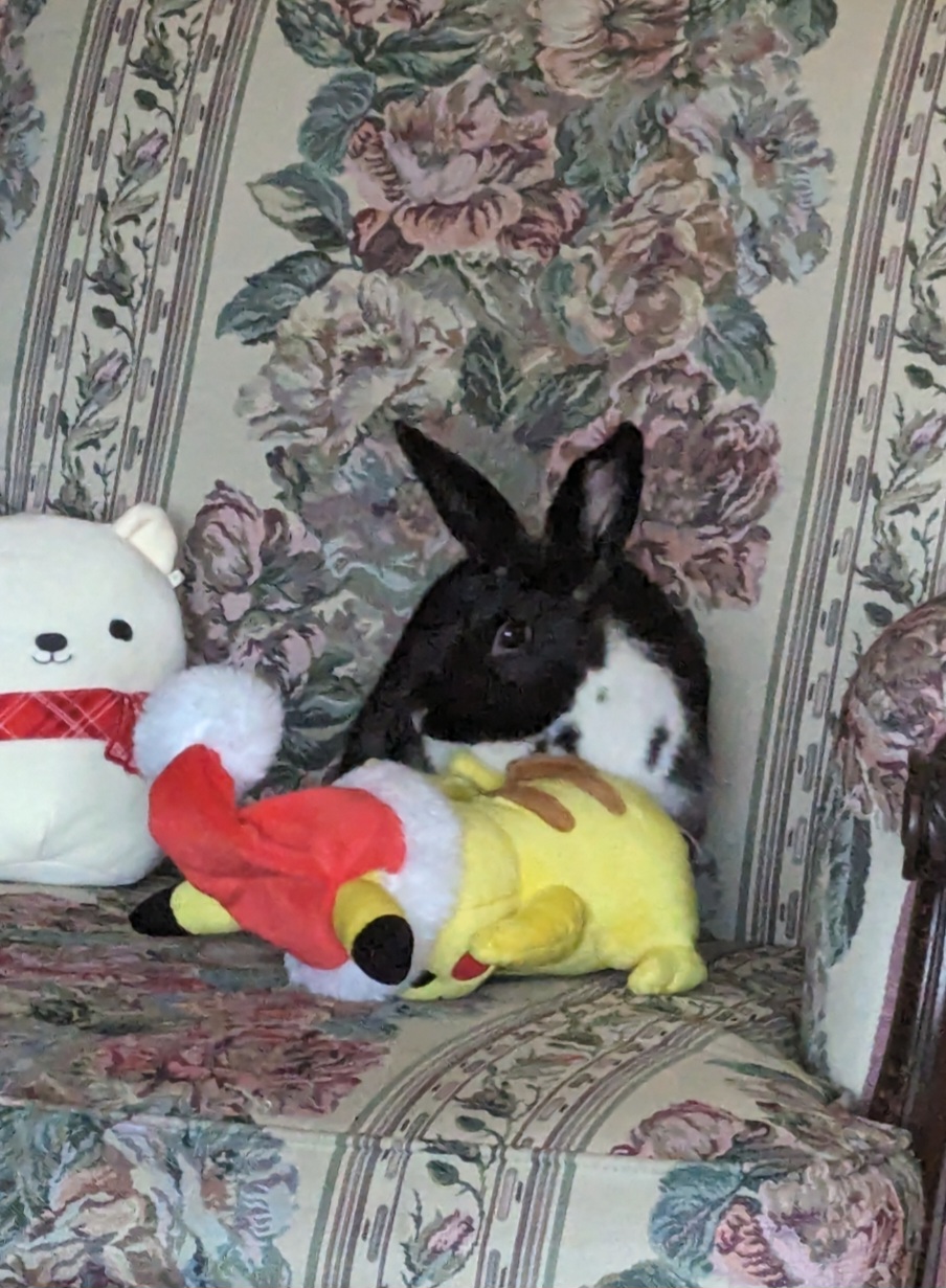 Mona, a Adoptable Dwarf Eared in North Wales , PA image 3/3