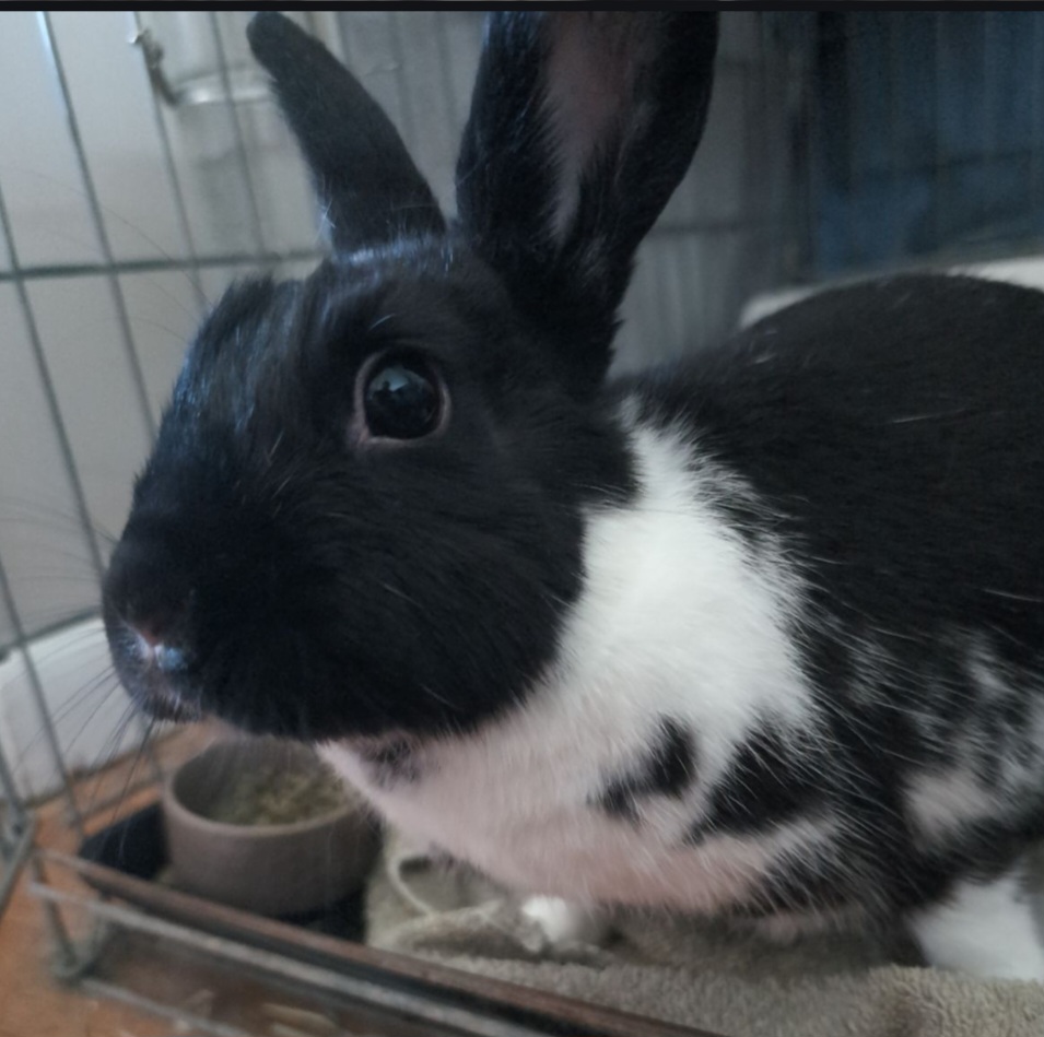 Mona, a Adoptable Dwarf Eared in North Wales , PA image 1/3