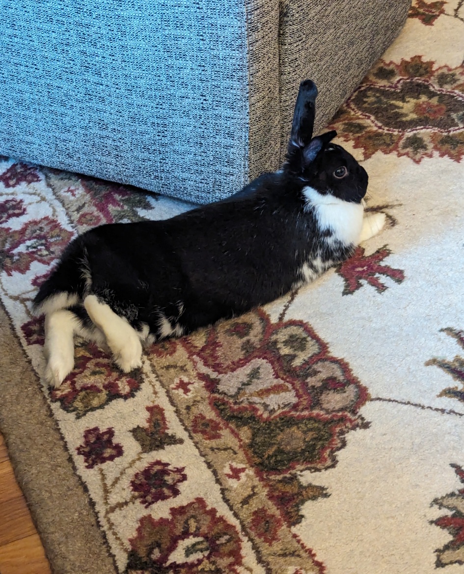 Mona, a Adoptable Dwarf Eared in North Wales , PA image 2/3