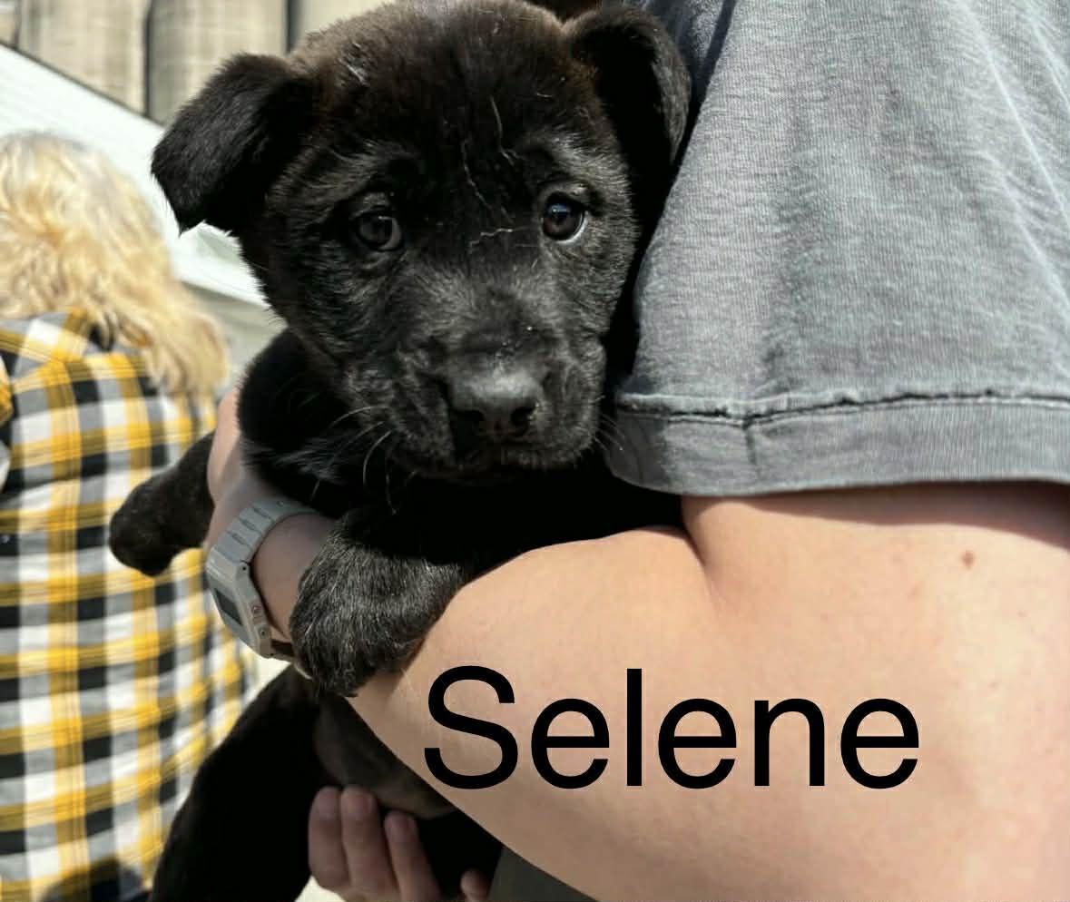 Enlarge Selene, a ADOPTABLE mixed breed in Winnipeg, MB image 1/1