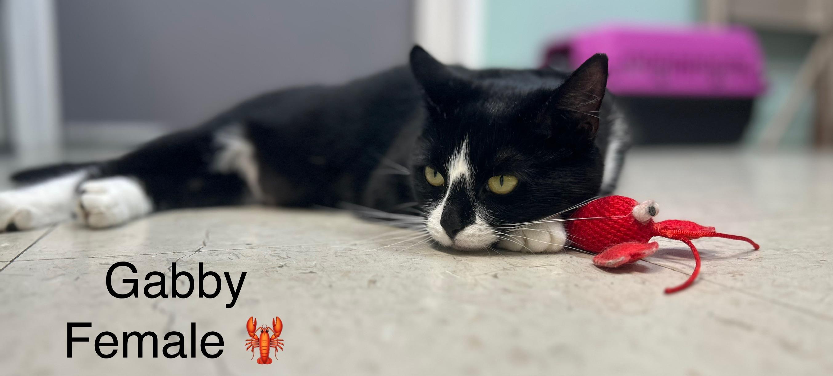 Gabby, an adoptable Domestic Short Hair in Calais, ME, 04619 | Photo Image 2