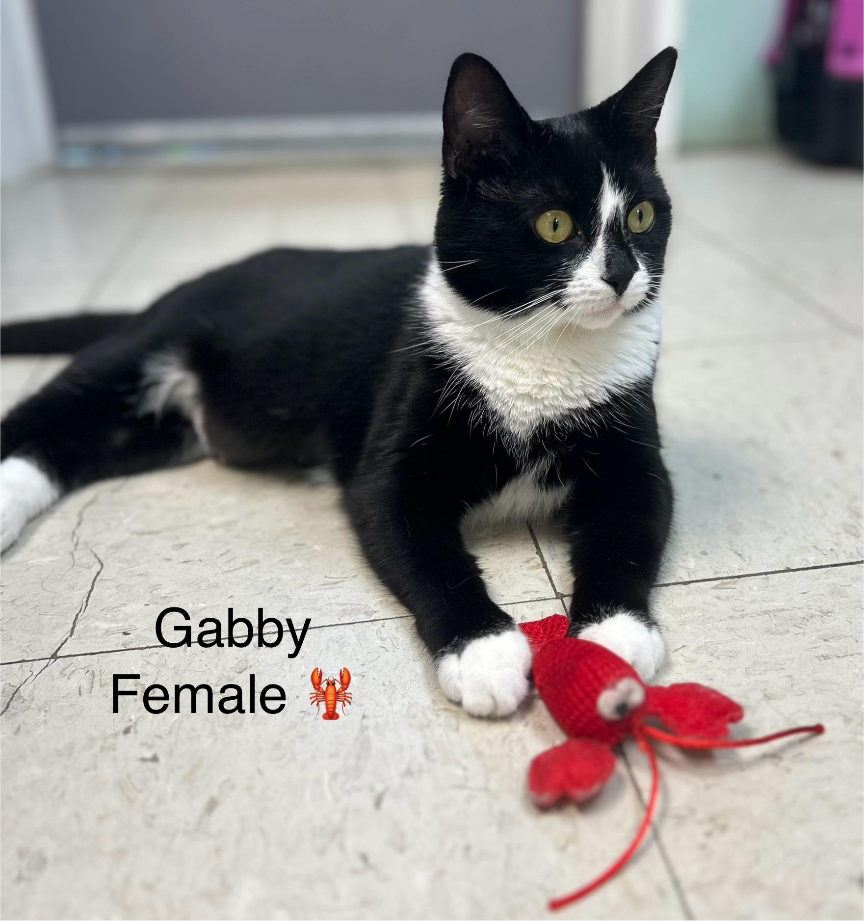 Gabby, an adoptable Domestic Short Hair in Calais, ME, 04619 | Photo Image 4