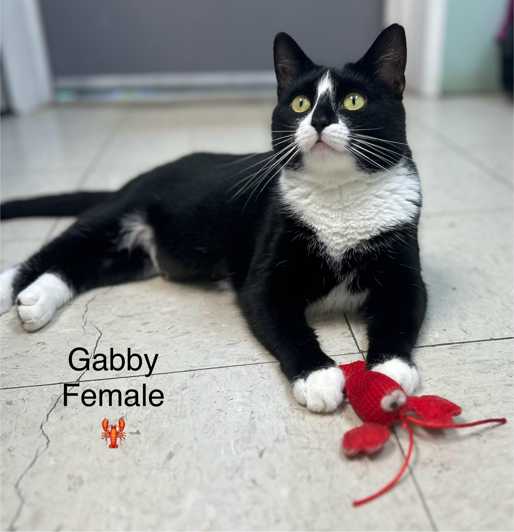 Gabby, an adoptable Domestic Short Hair in Calais, ME, 04619 | Photo Image 3