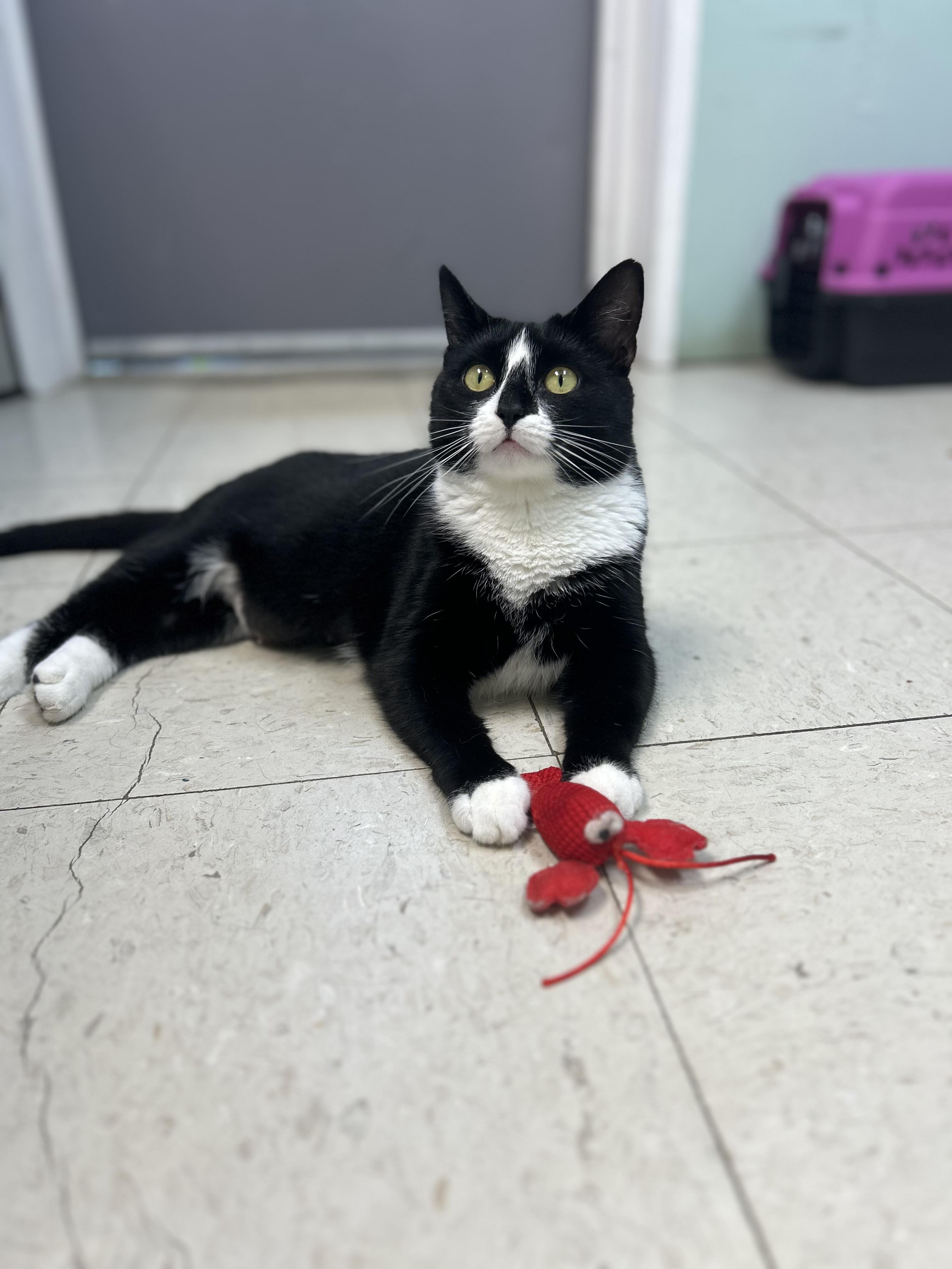 Gabby, an adoptable Domestic Short Hair in Calais, ME, 04619 | Photo Image 5