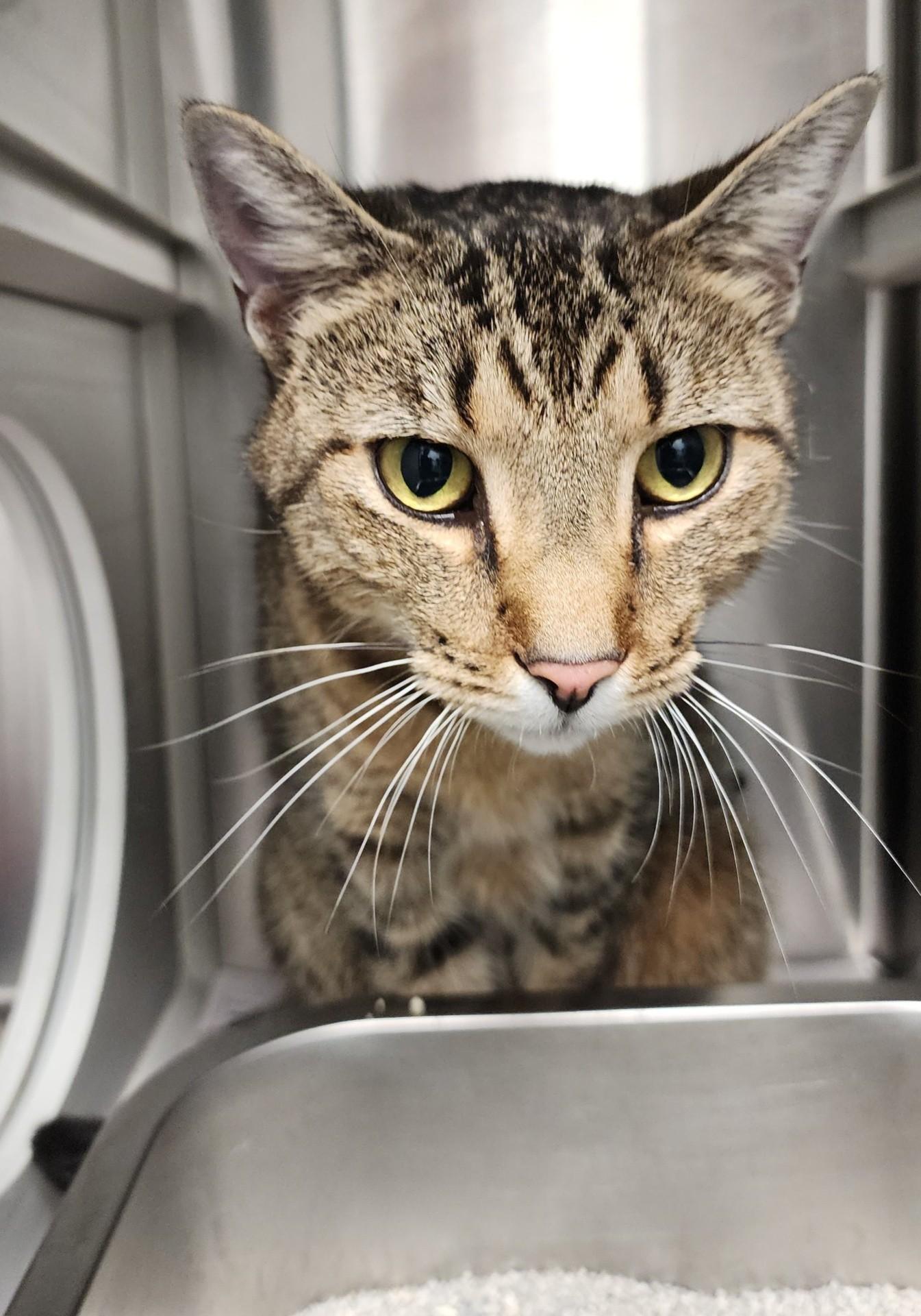 Cupid, Adopted, Adult Male Tabby.