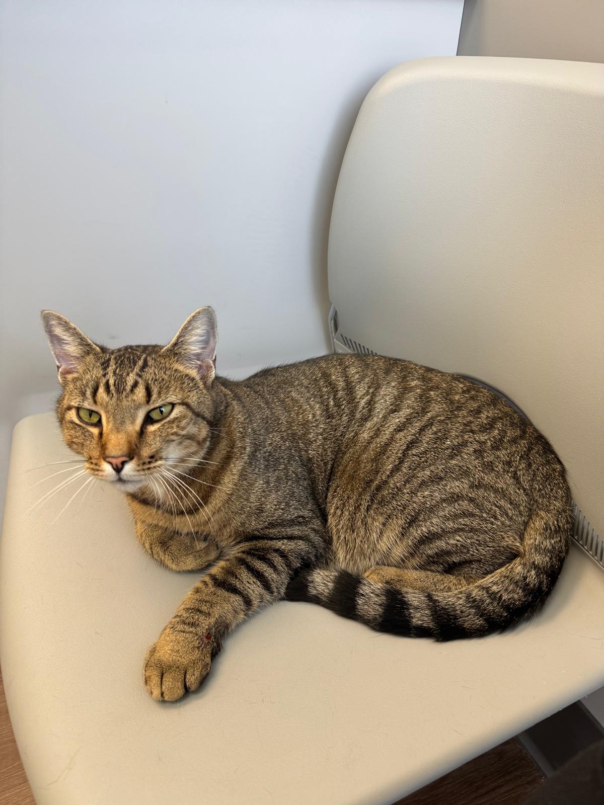 Enlarge Cupid, a Adopted Tabby in Bowie, MD image 2/2