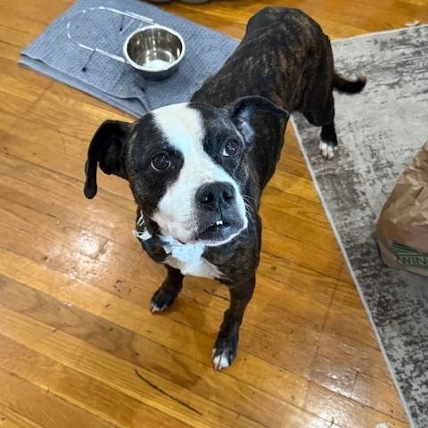 Vera, a ADOPTABLE mixed breed in New York, NY image 3/6