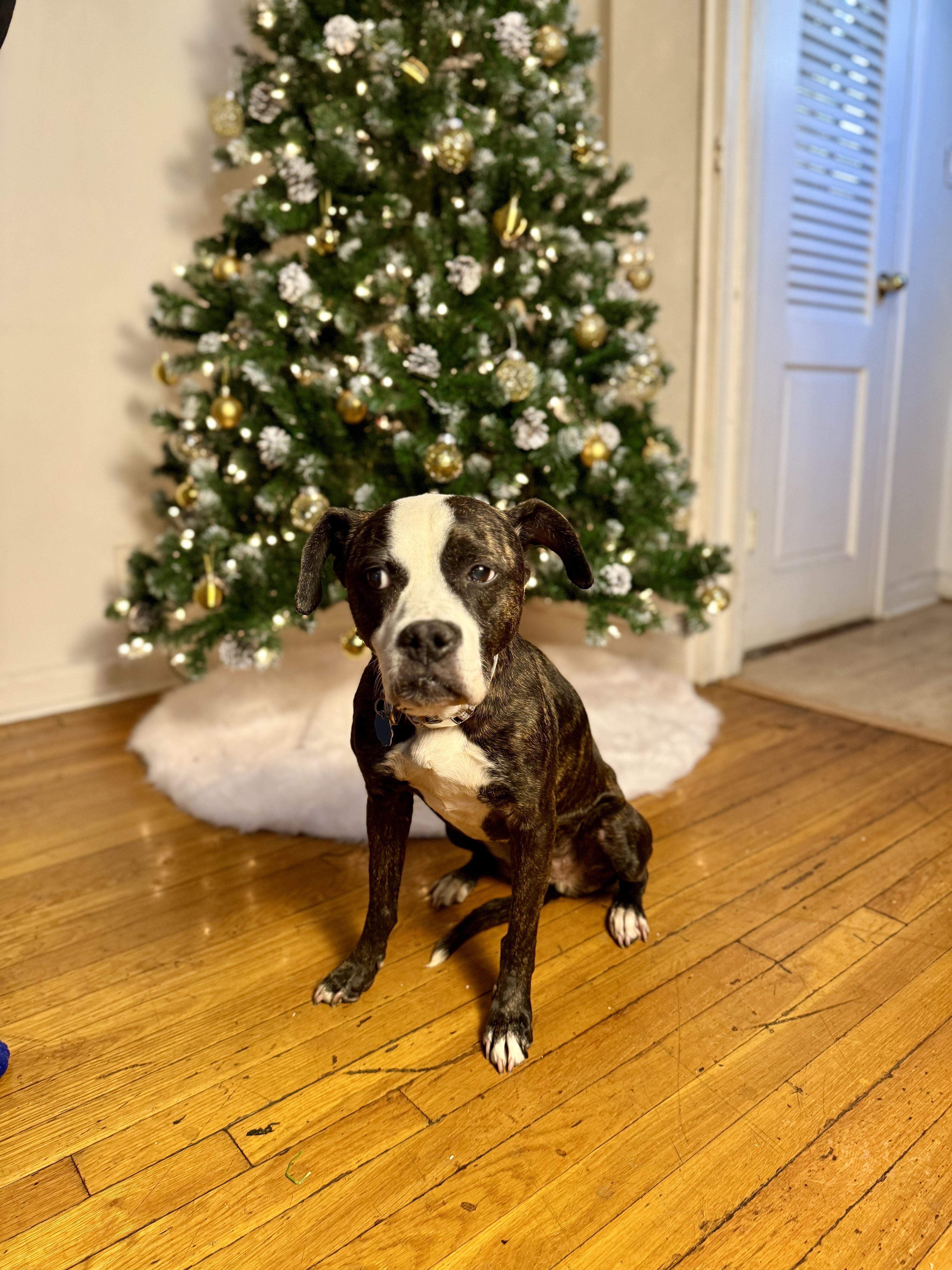 Vera, a ADOPTABLE mixed breed in New York, NY image 5/6