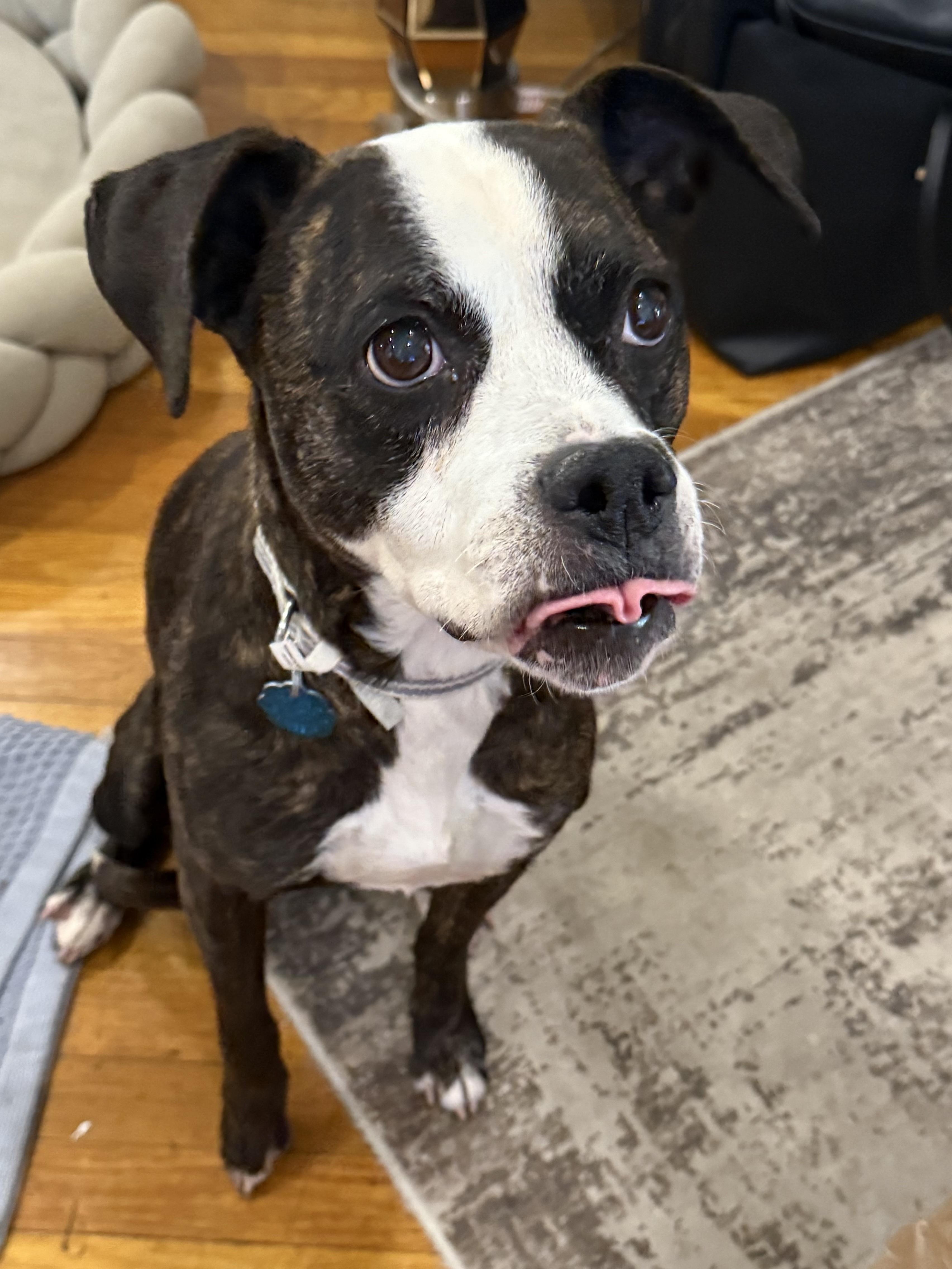 Vera, ADOPTABLE, Young Female Boxer & Pit Bull Terrier.