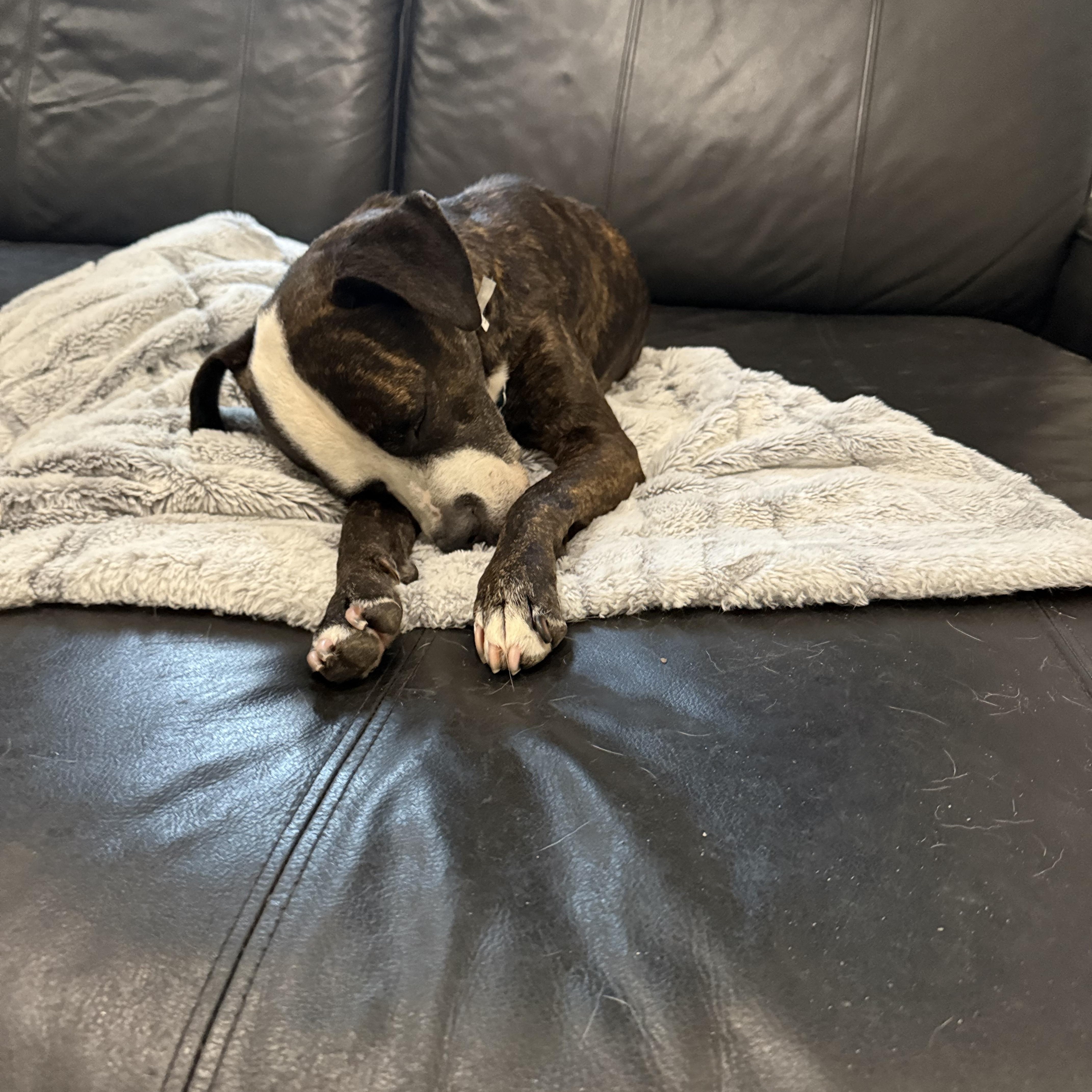 Vera, a ADOPTABLE mixed breed in New York, NY image 6/6