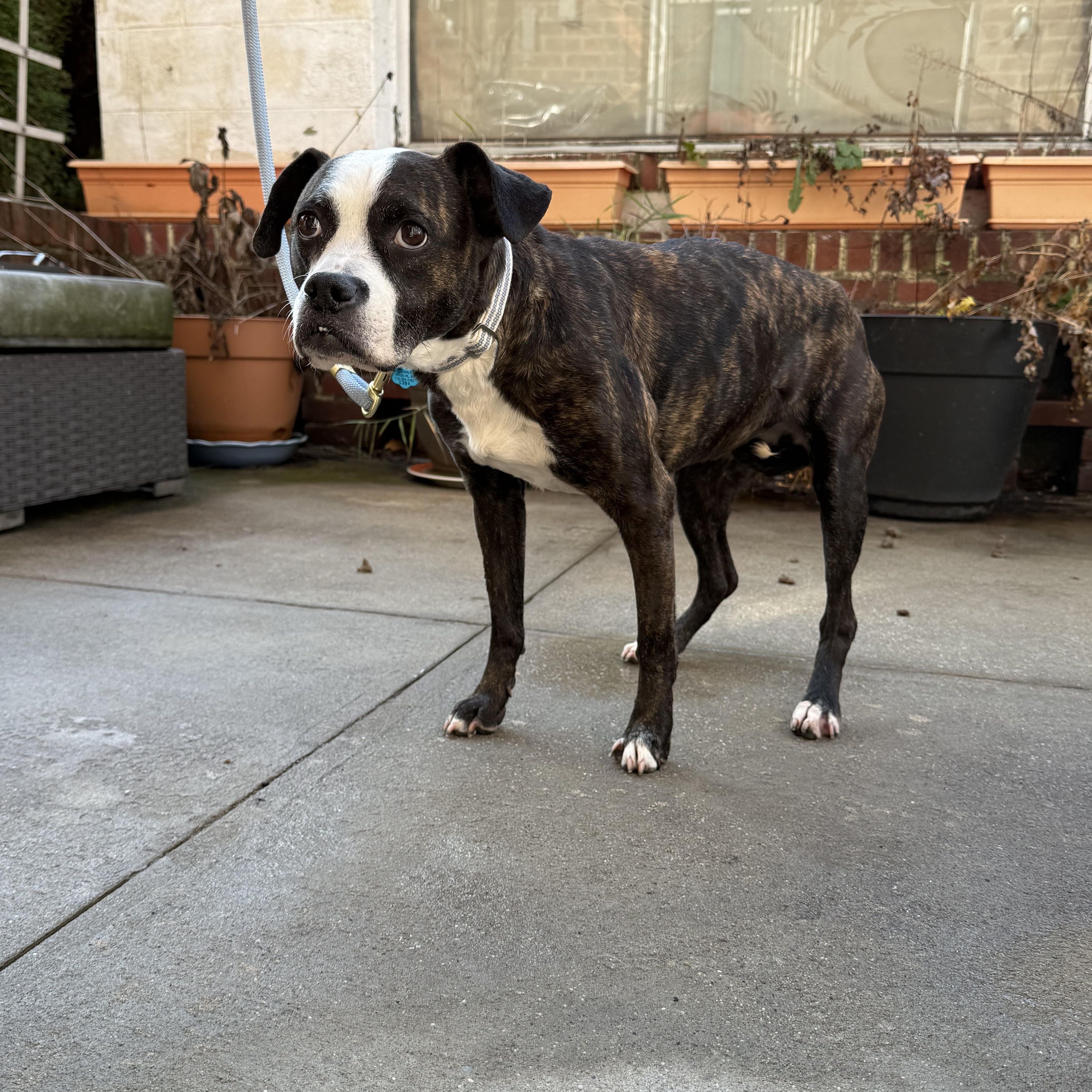 Vera, a ADOPTABLE mixed breed in New York, NY image 4/6